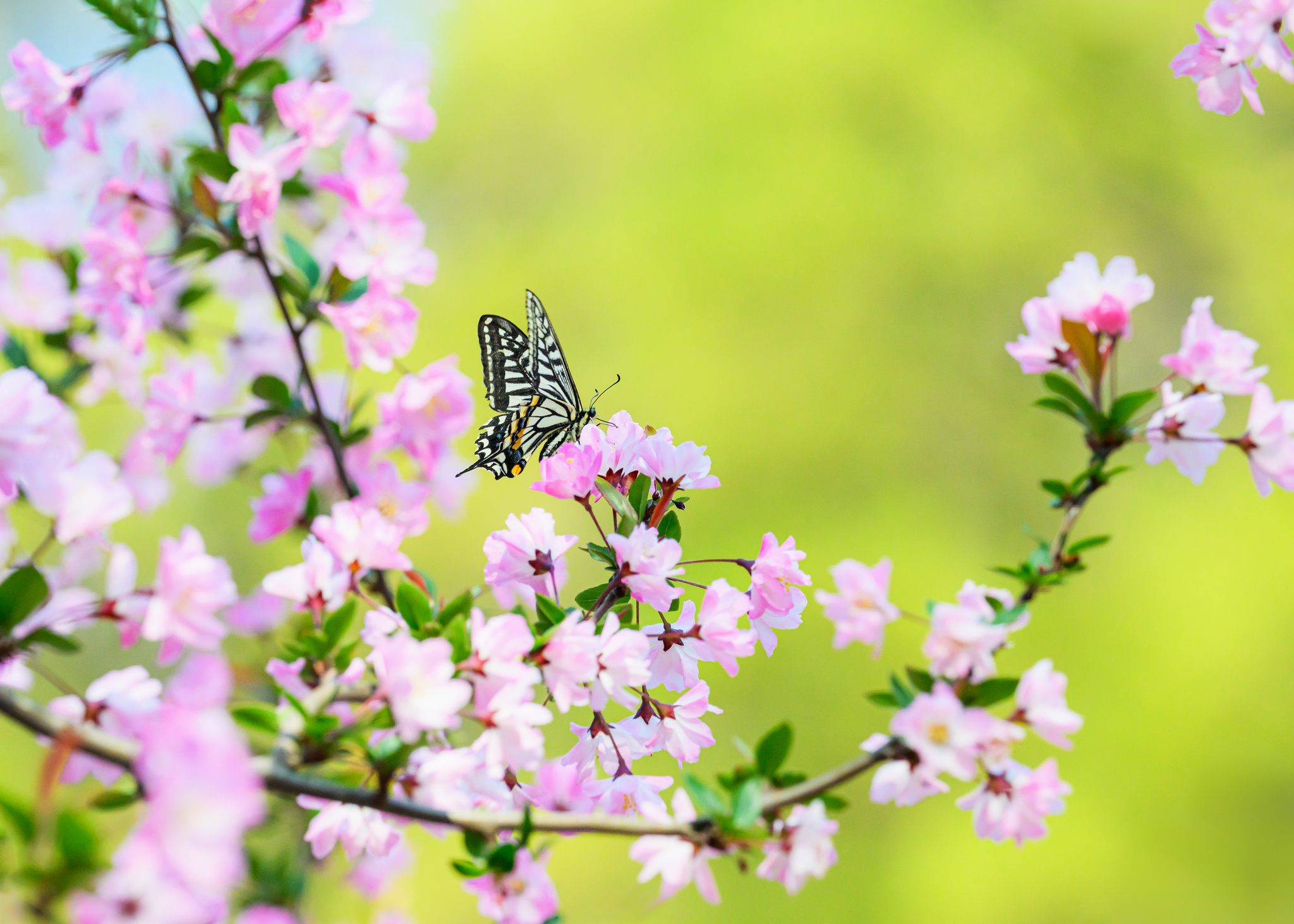 春日暖阳下,蝴蝶在花朵上翩翩起舞,花映蝶,蝶恋花,构成一幅幅生机盎然