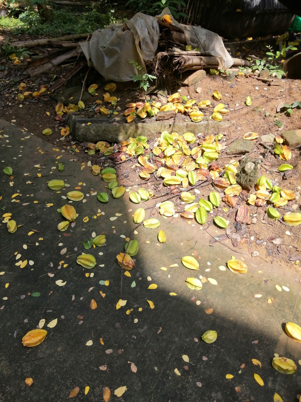 落叶知秋,一场大雨过后