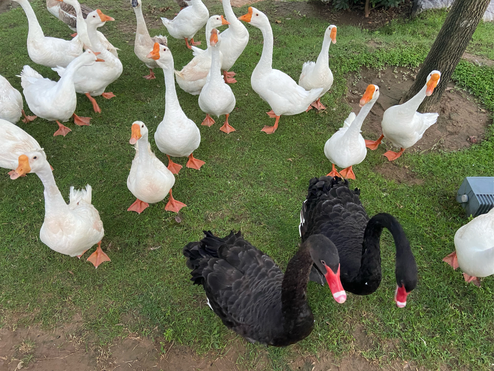 闲来无事,翻看相册,整个夏天过去,我都没找到合适机会抓到这鸭子