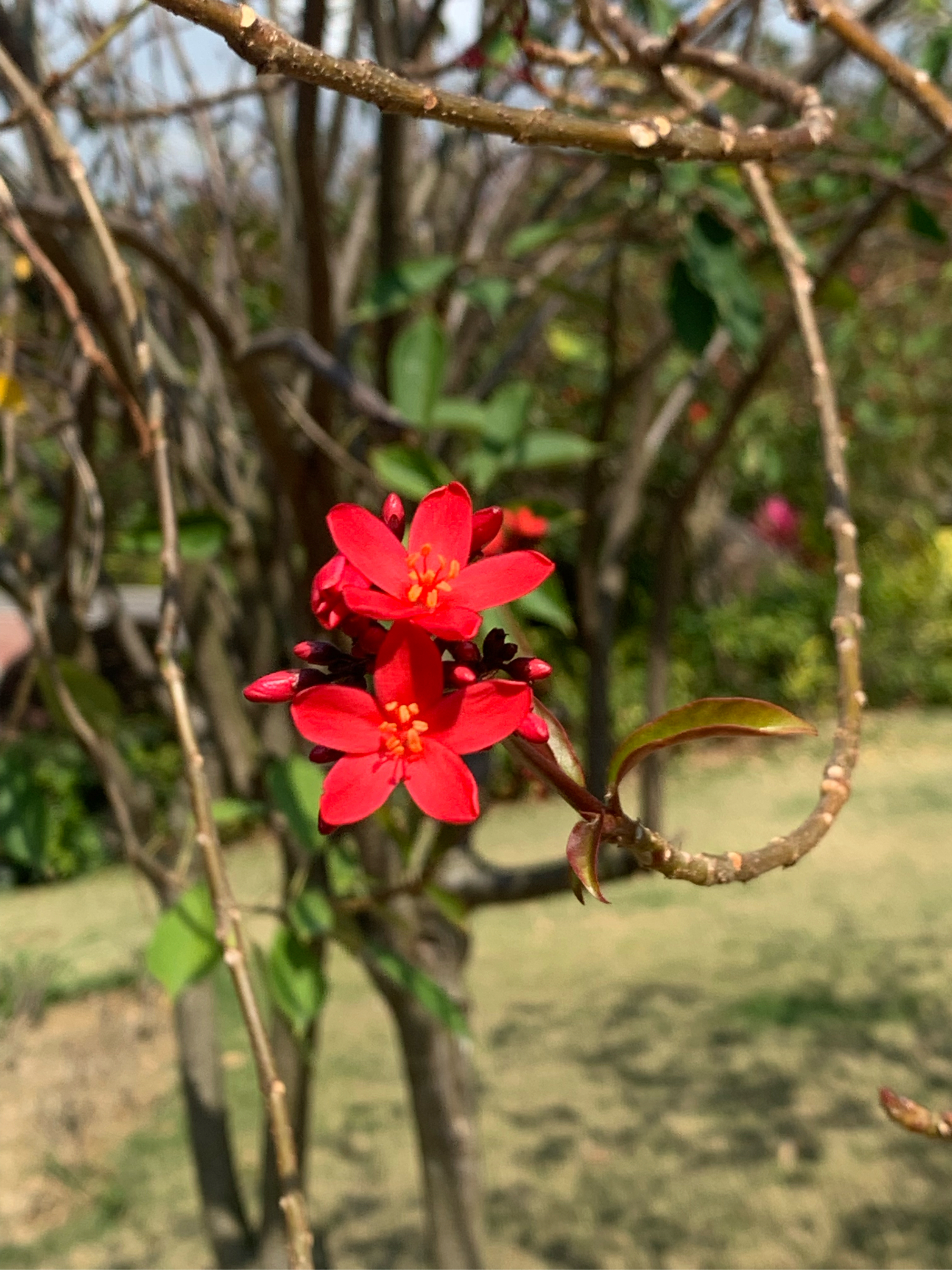 珠海海滨公园樱花园图片