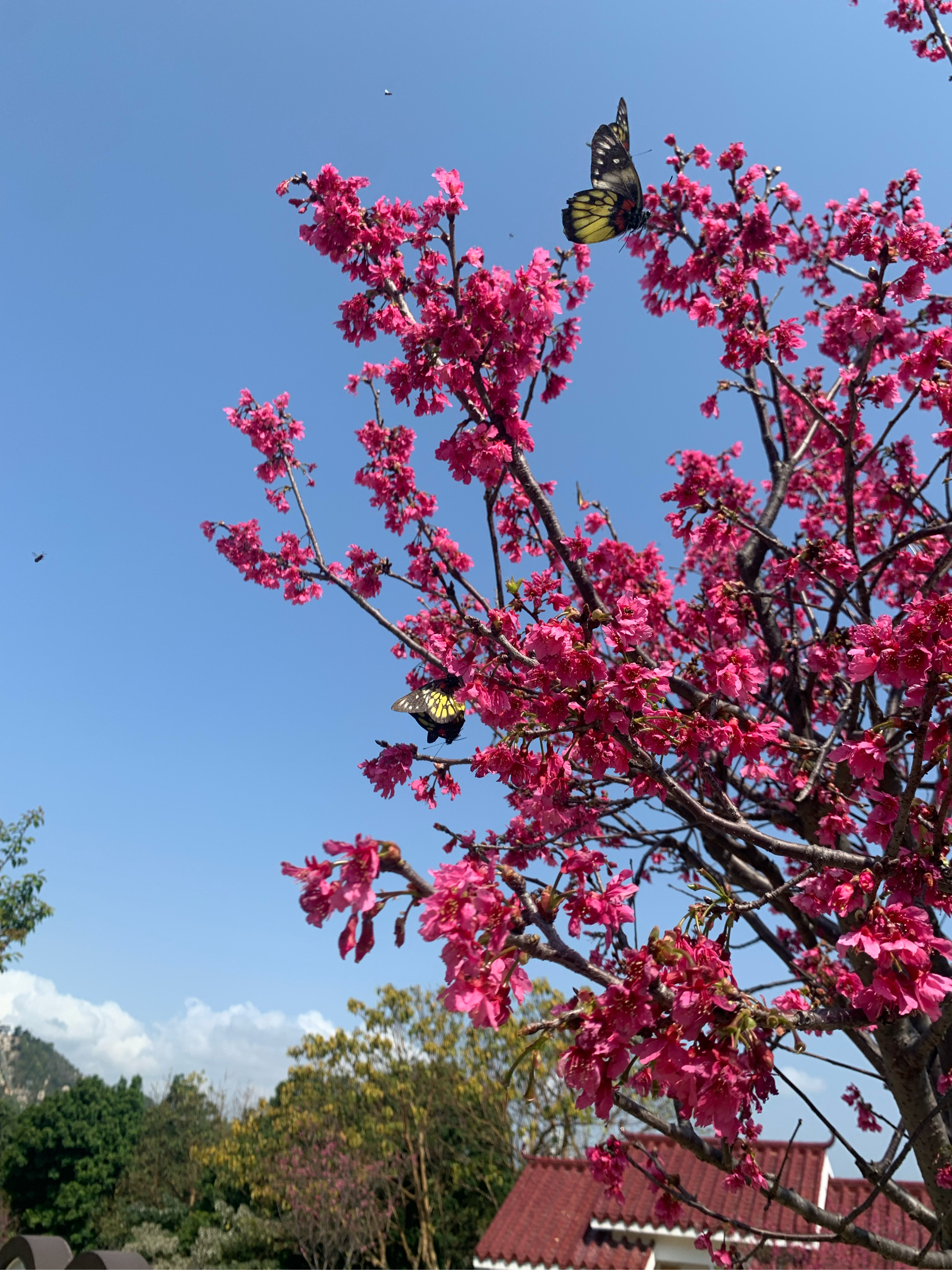 珠海海滨公园樱花园图片