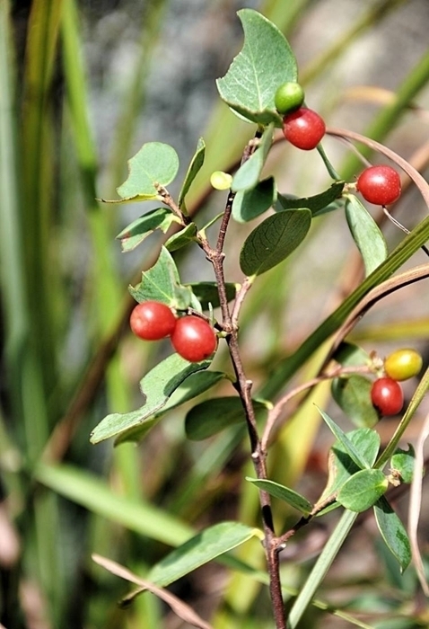 这位传说中的神医,据说能够用神奇的草药治愈各种跌打损伤,让人称奇.