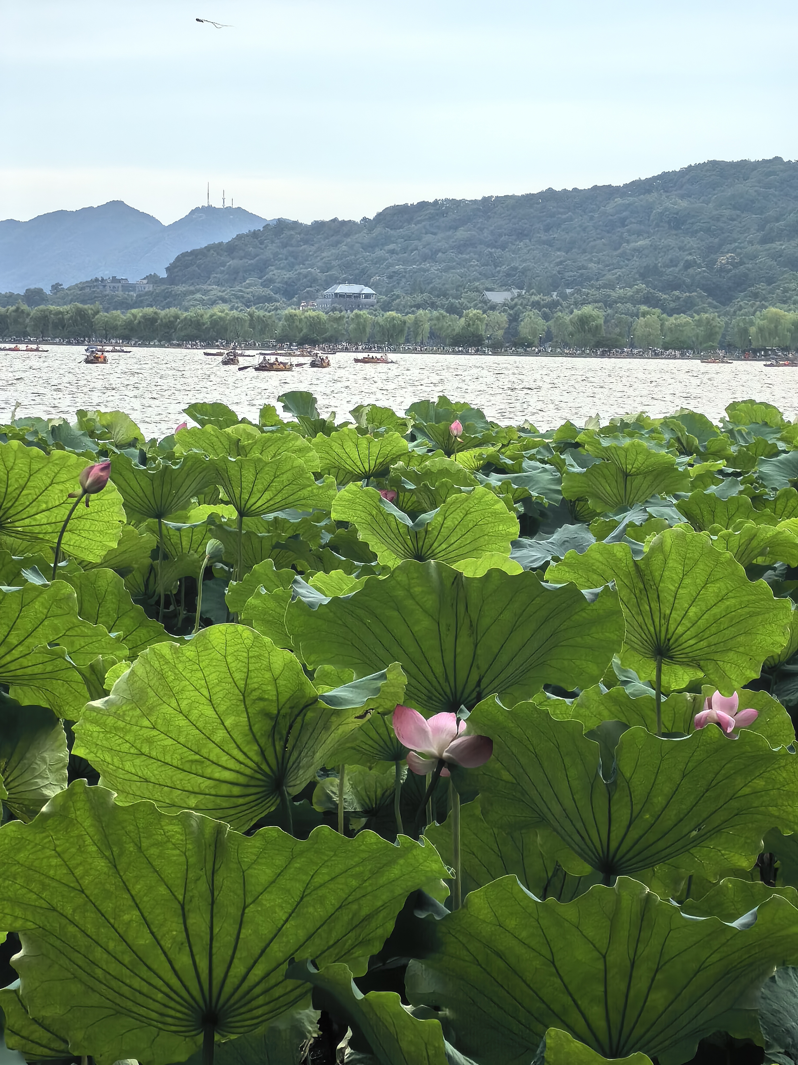 西湖夏日荷塘, 出淤泥而不染.#周末去哪玩# #美好假期在旅途