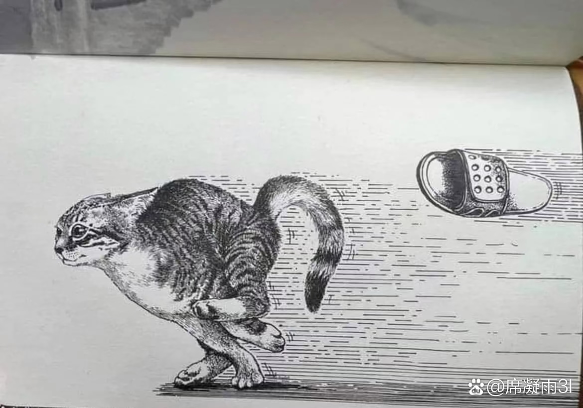 手拿拖鞋打猫的图图片