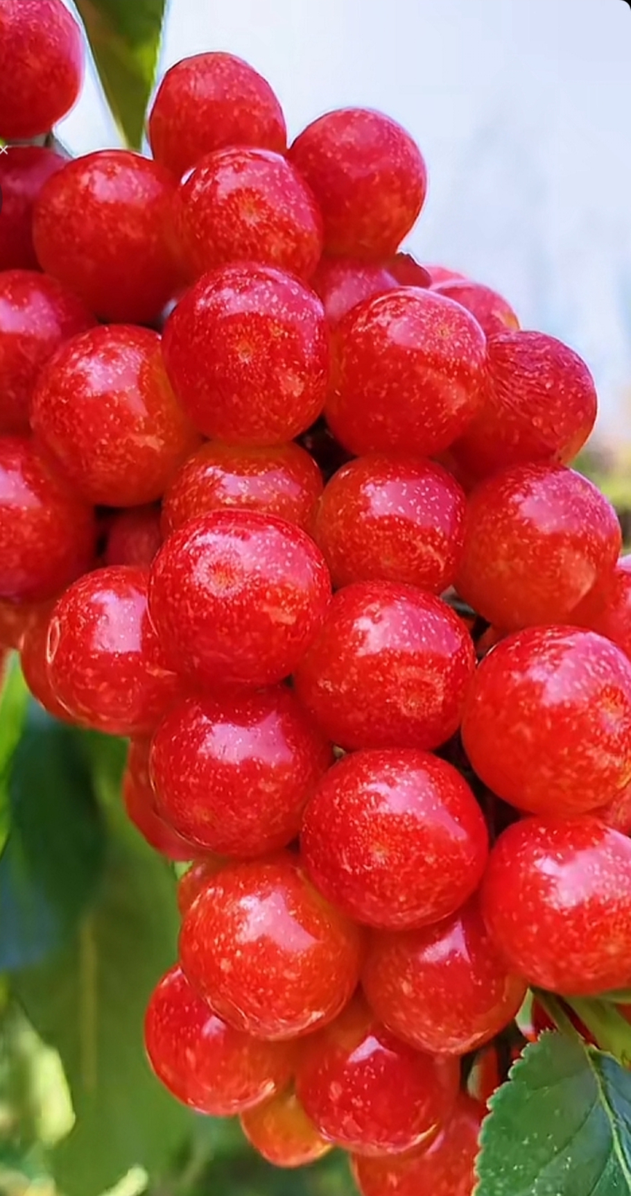 这种水果红红的,果子很小,我山里没有看到过,我们这里没有长这种,听说