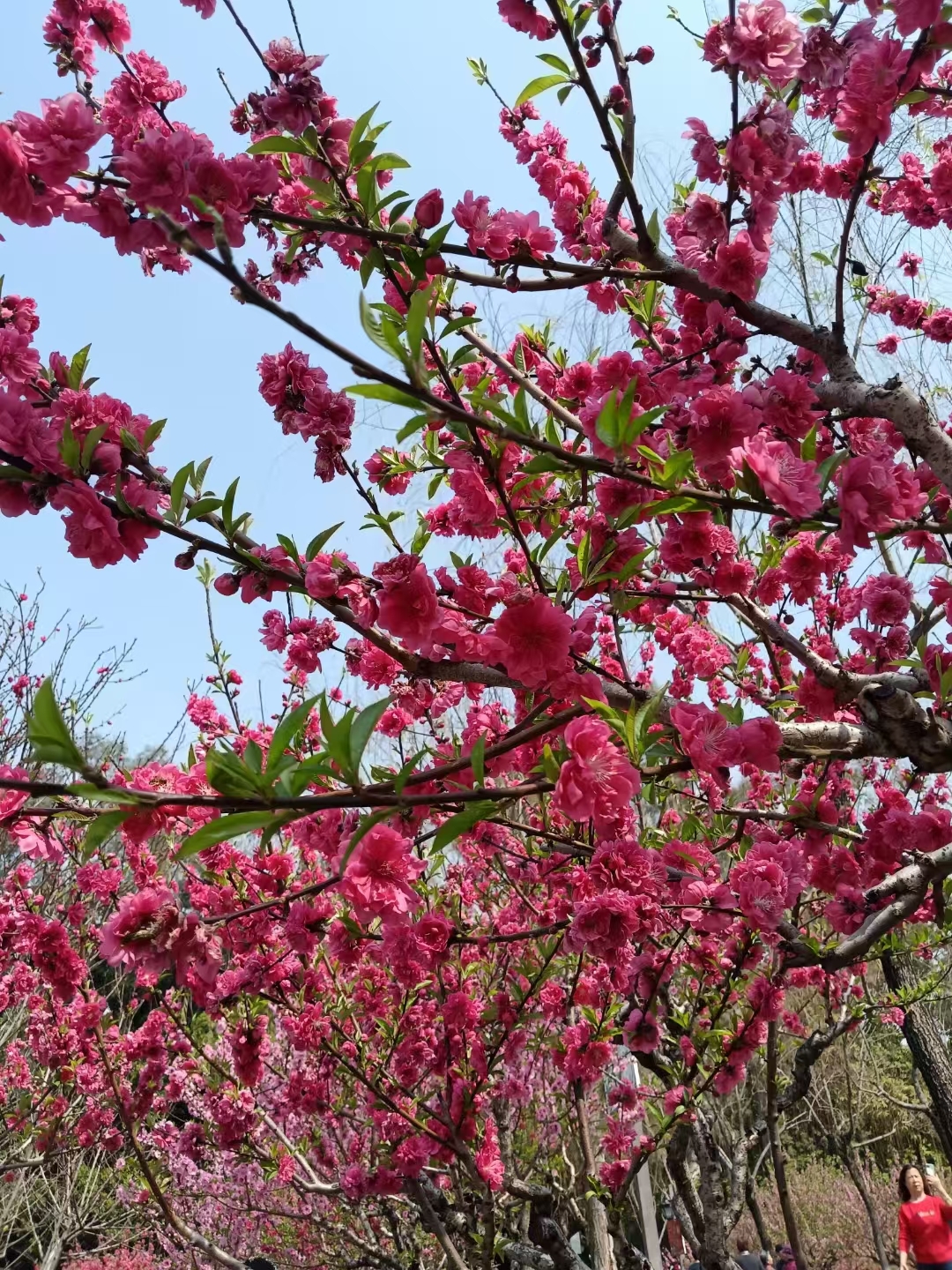 桃花是中国传统的园林花木,早春重要观花树种之一