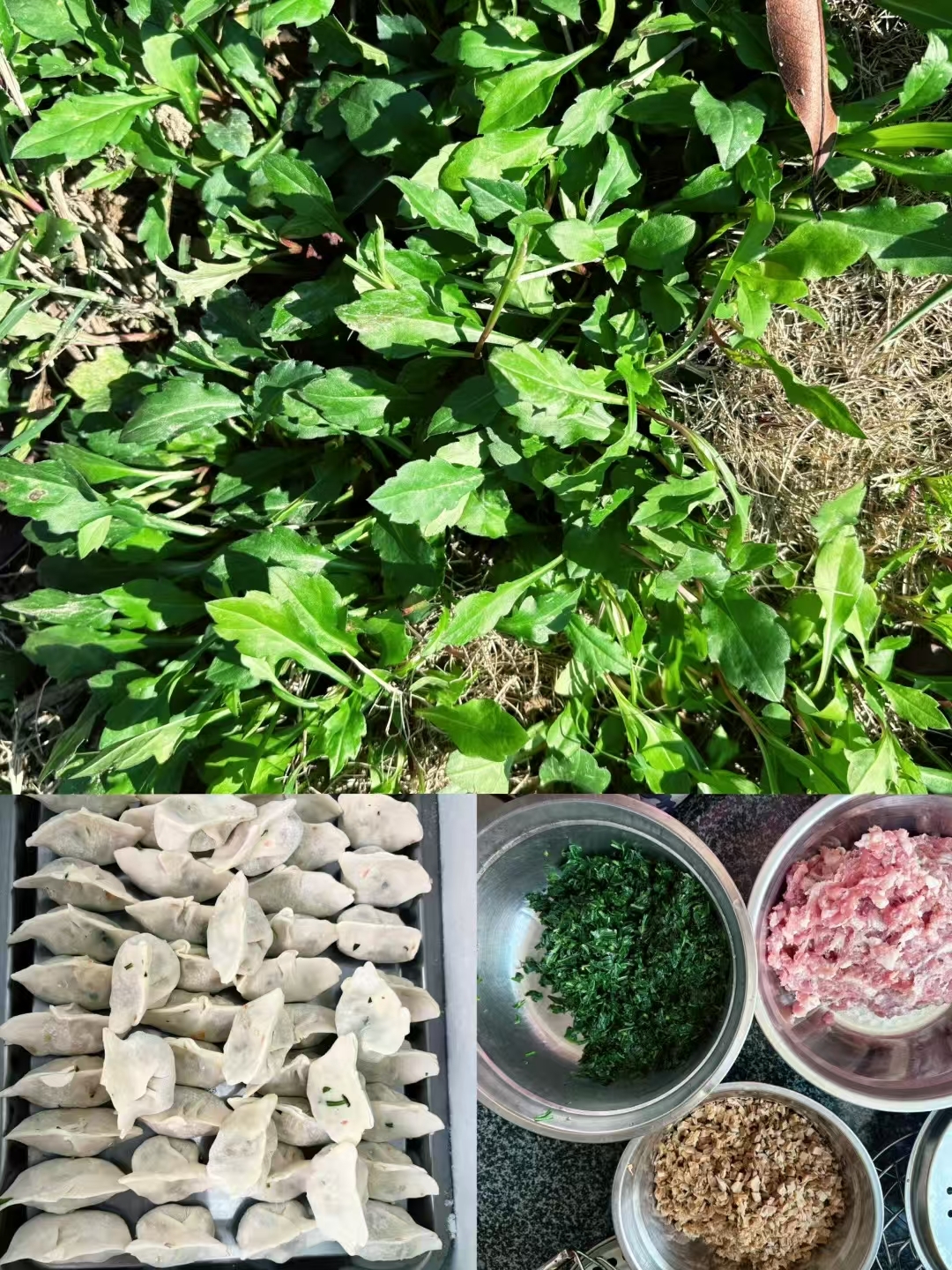 马兰头饺子,马兰头的嫩茎叶在春天时特别鲜嫩,营养