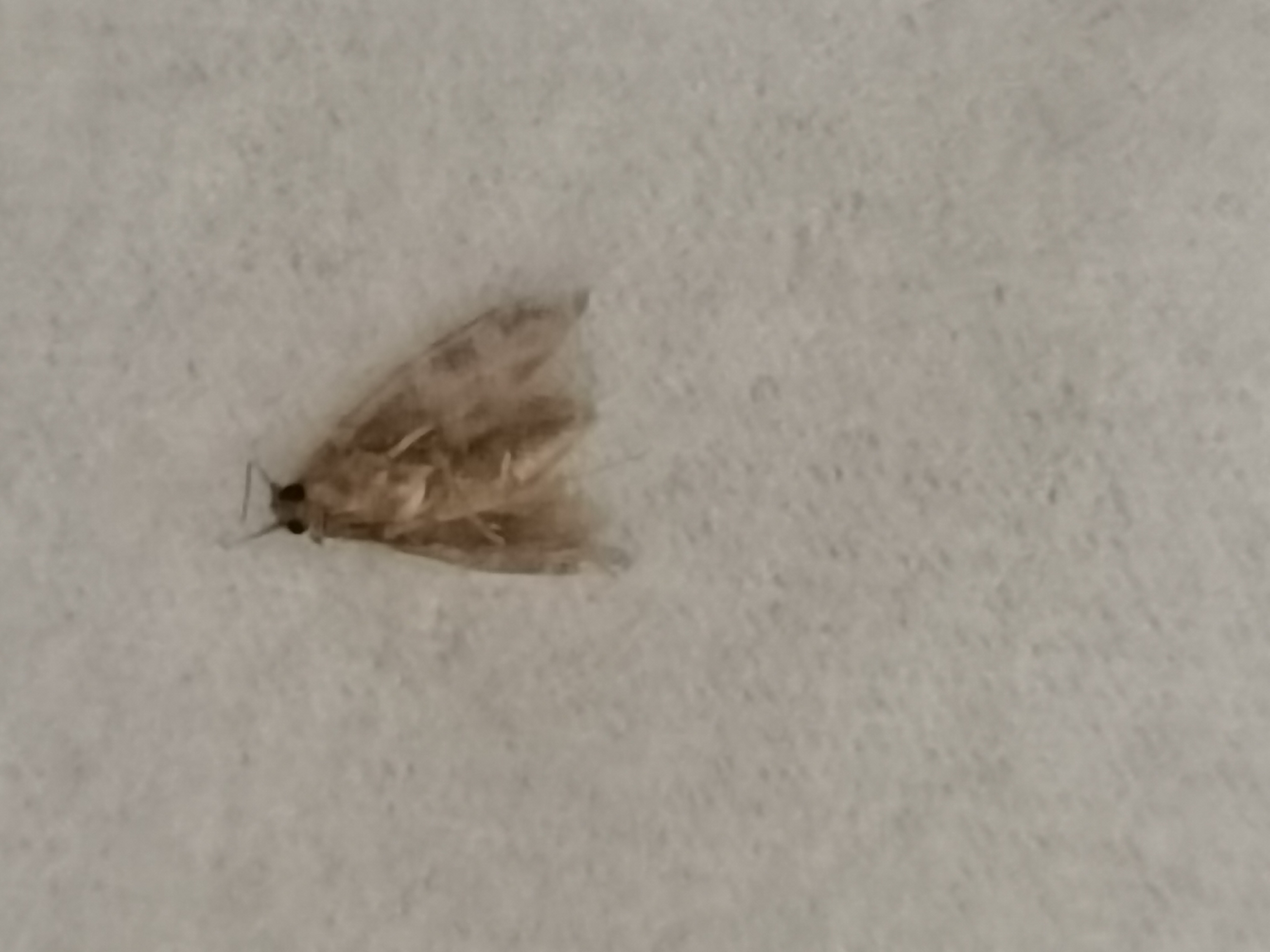 虫子图片大全白飞蛾浅棕色和深灰色交加的四个小翅膀的小虫子是啥面有