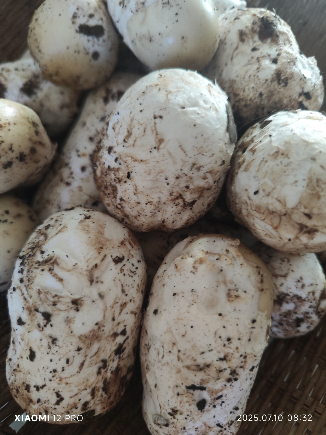 四川德阳土特产"鹅蛋菌",是一种天然的难得一见的野生菌,因其外形象