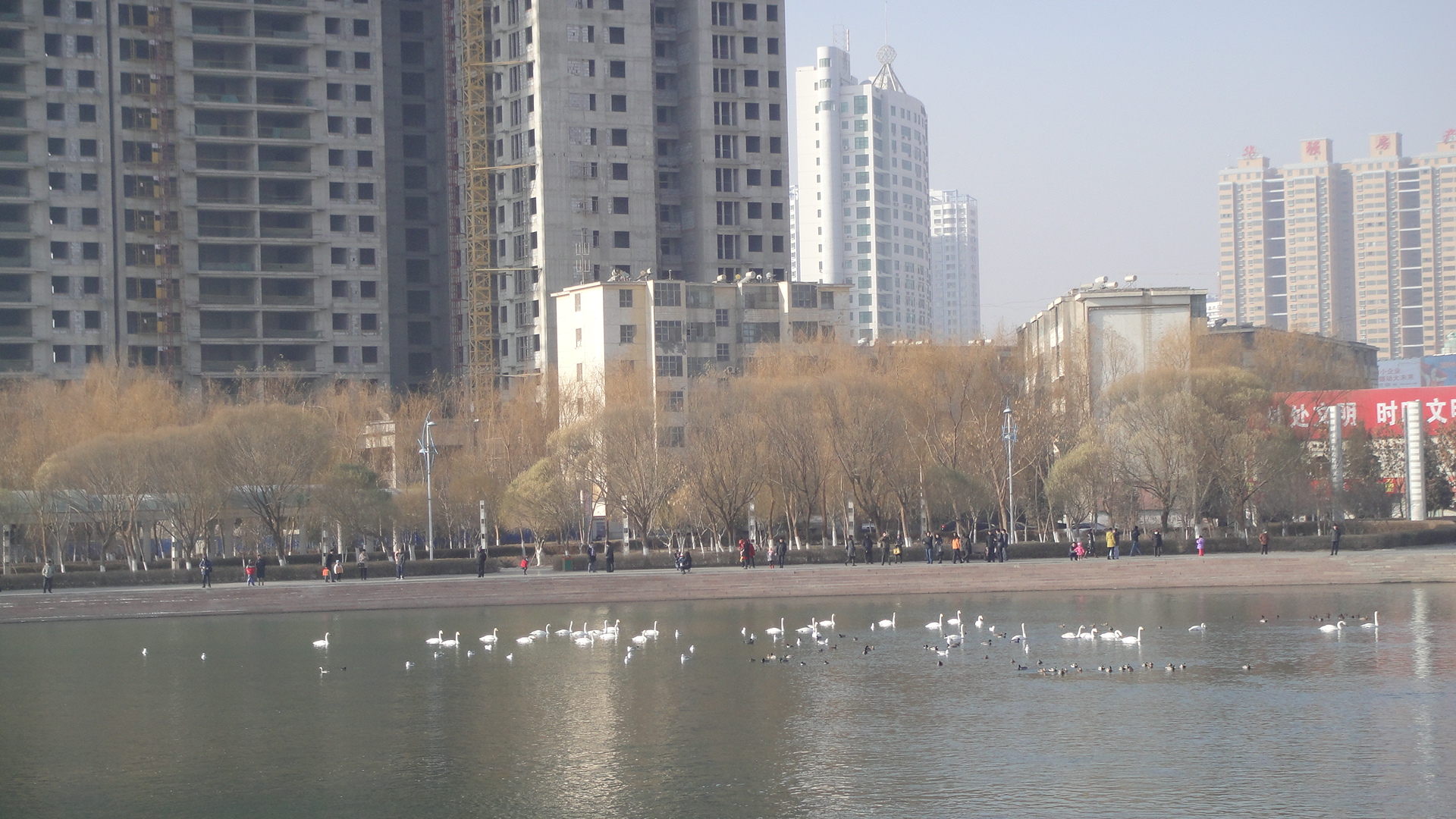 库尔勒孔雀河上的天鹅回来过冬了,曾几何时,我还在库尔勒晚报上发布