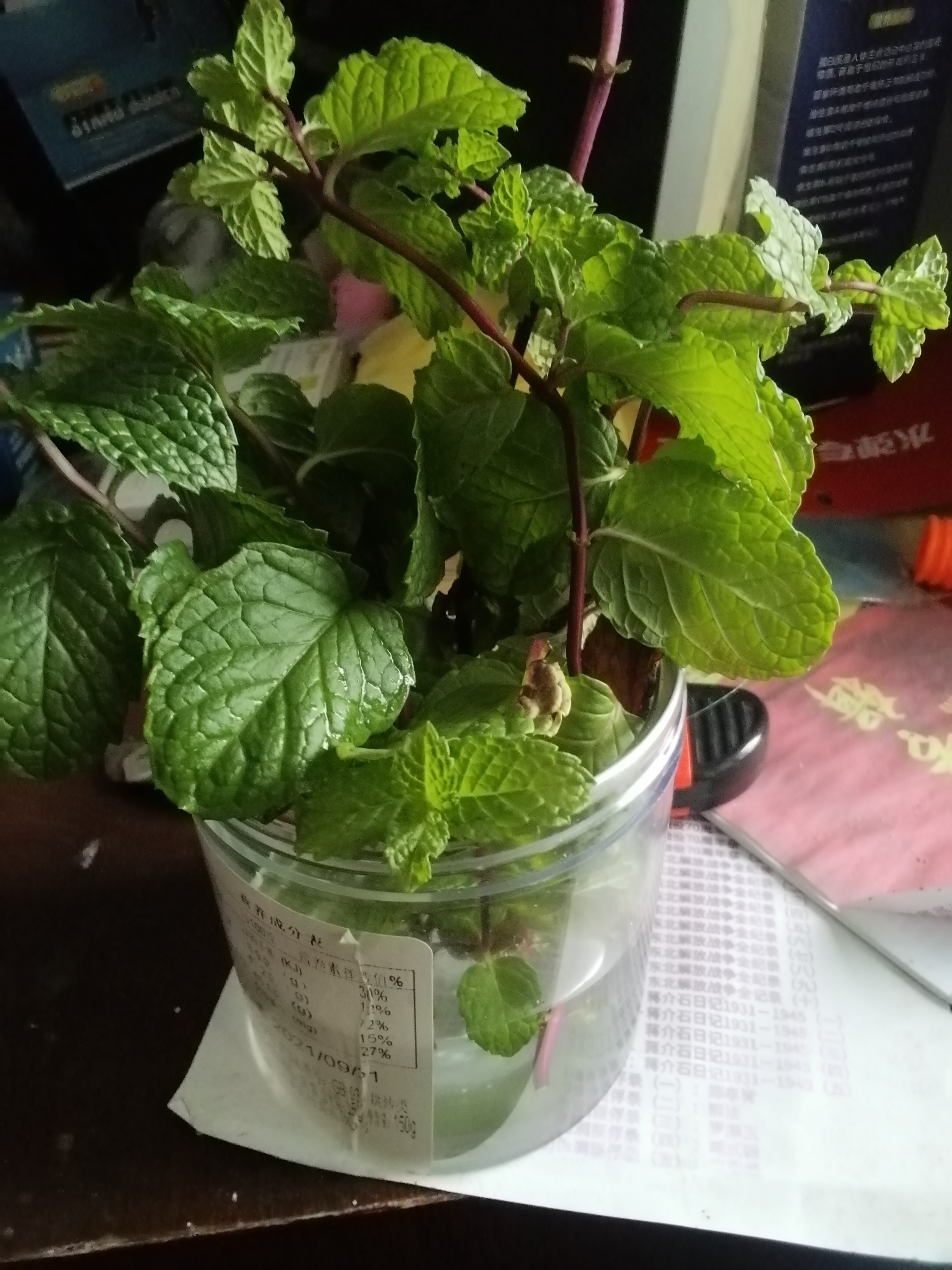 养薄荷驱逐蟑螂 塑料瓶养薄荷插枝.