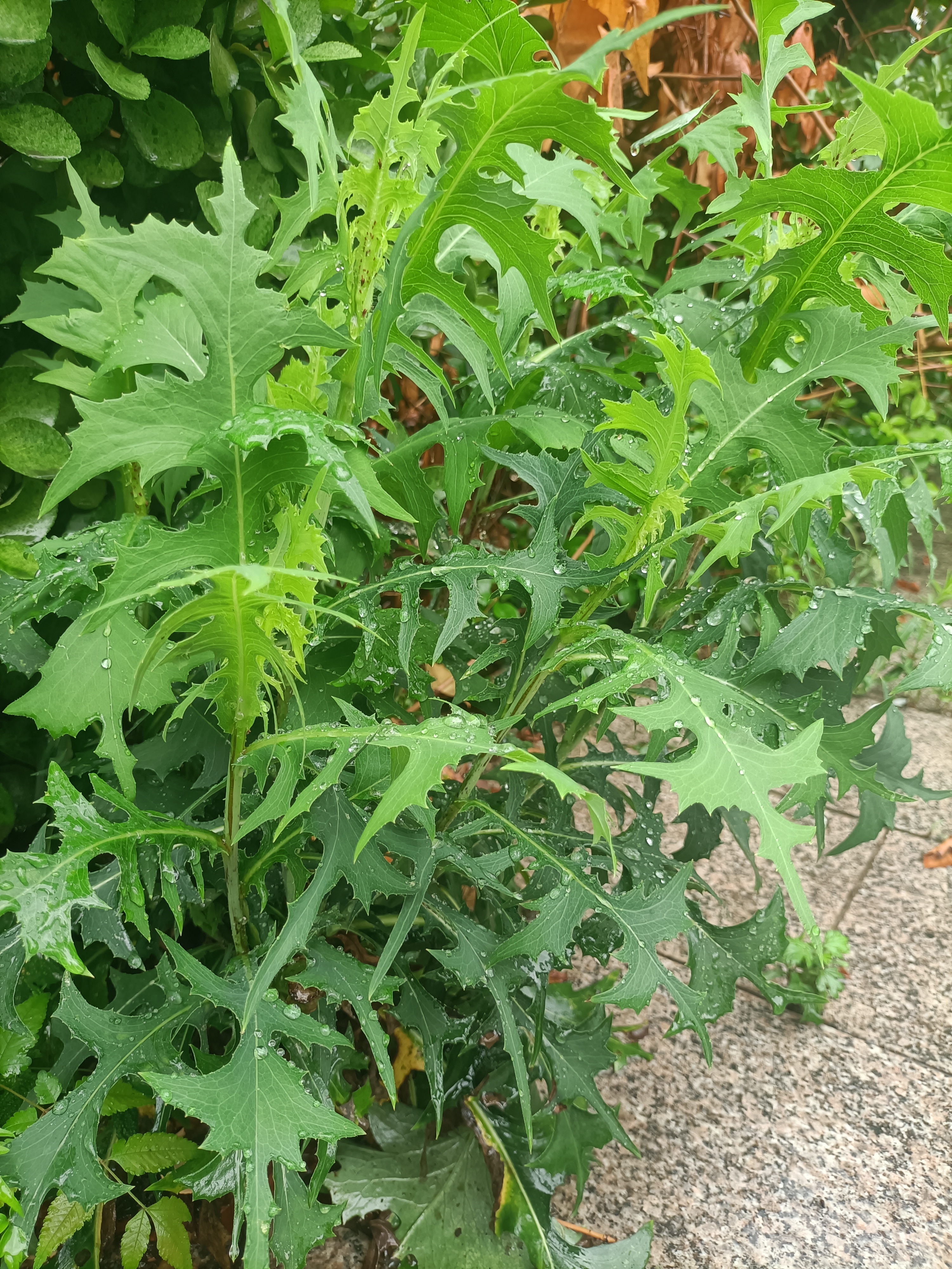 翅果菊 掐断主枝又丛生