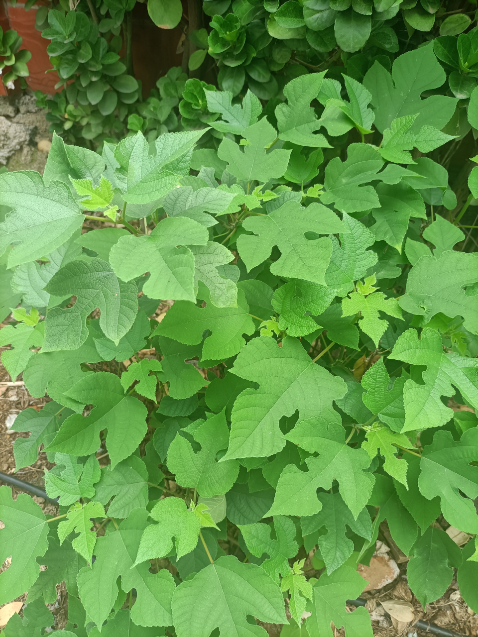 构树 肥肥嫩嫩像菜一样