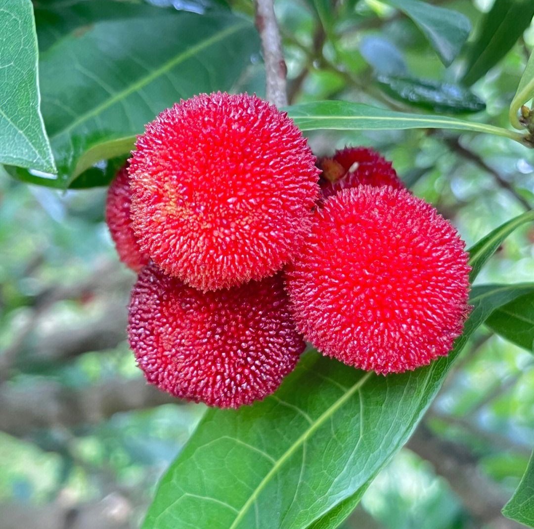 当下正是采摘杨梅的时候.