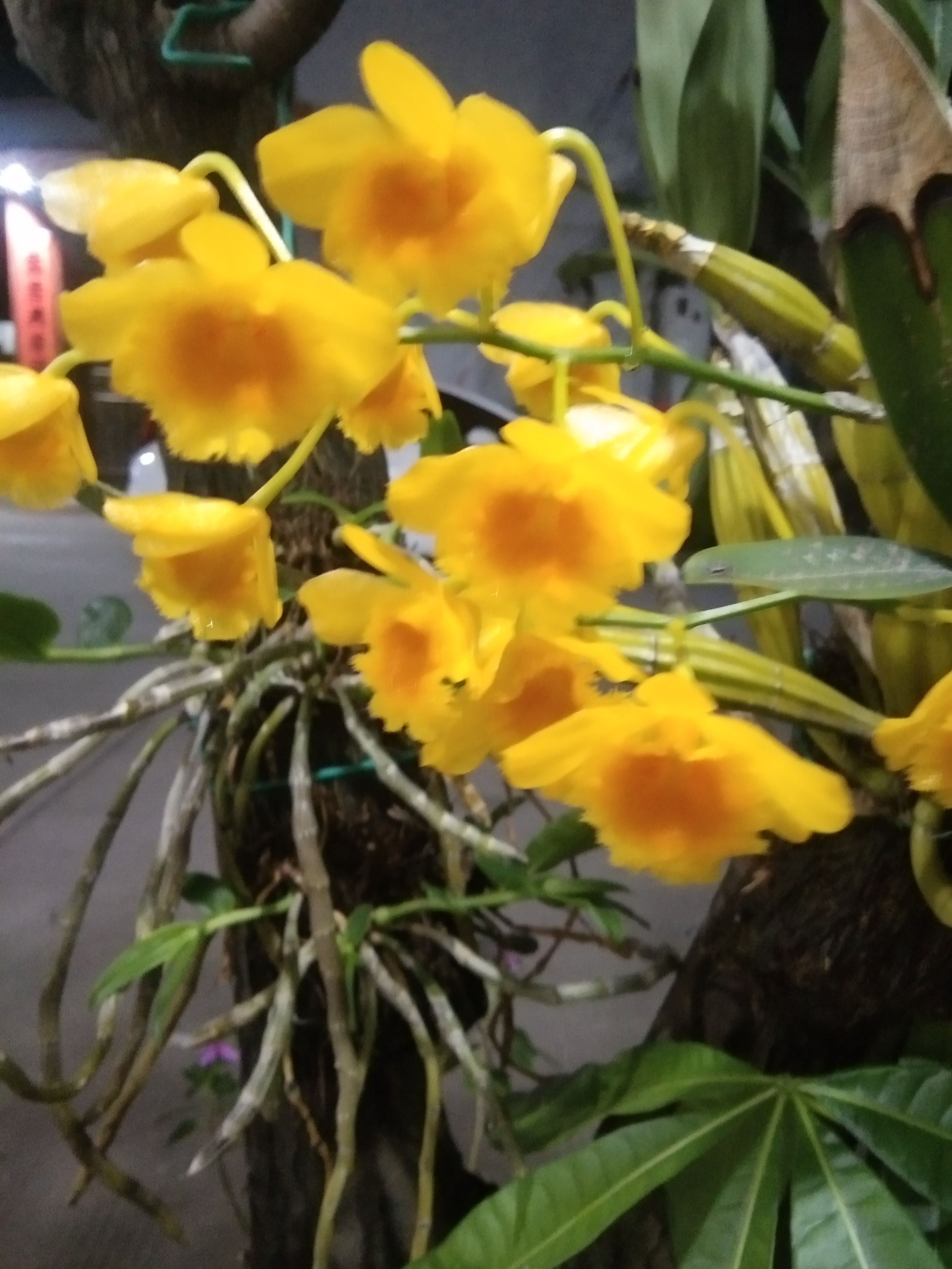 雨后的石斛花格外的美