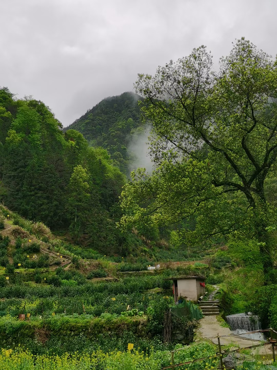 这片绿色的农田,充满了生机与活力,白菜,萝卜等蔬菜整齐地排列着,仿佛