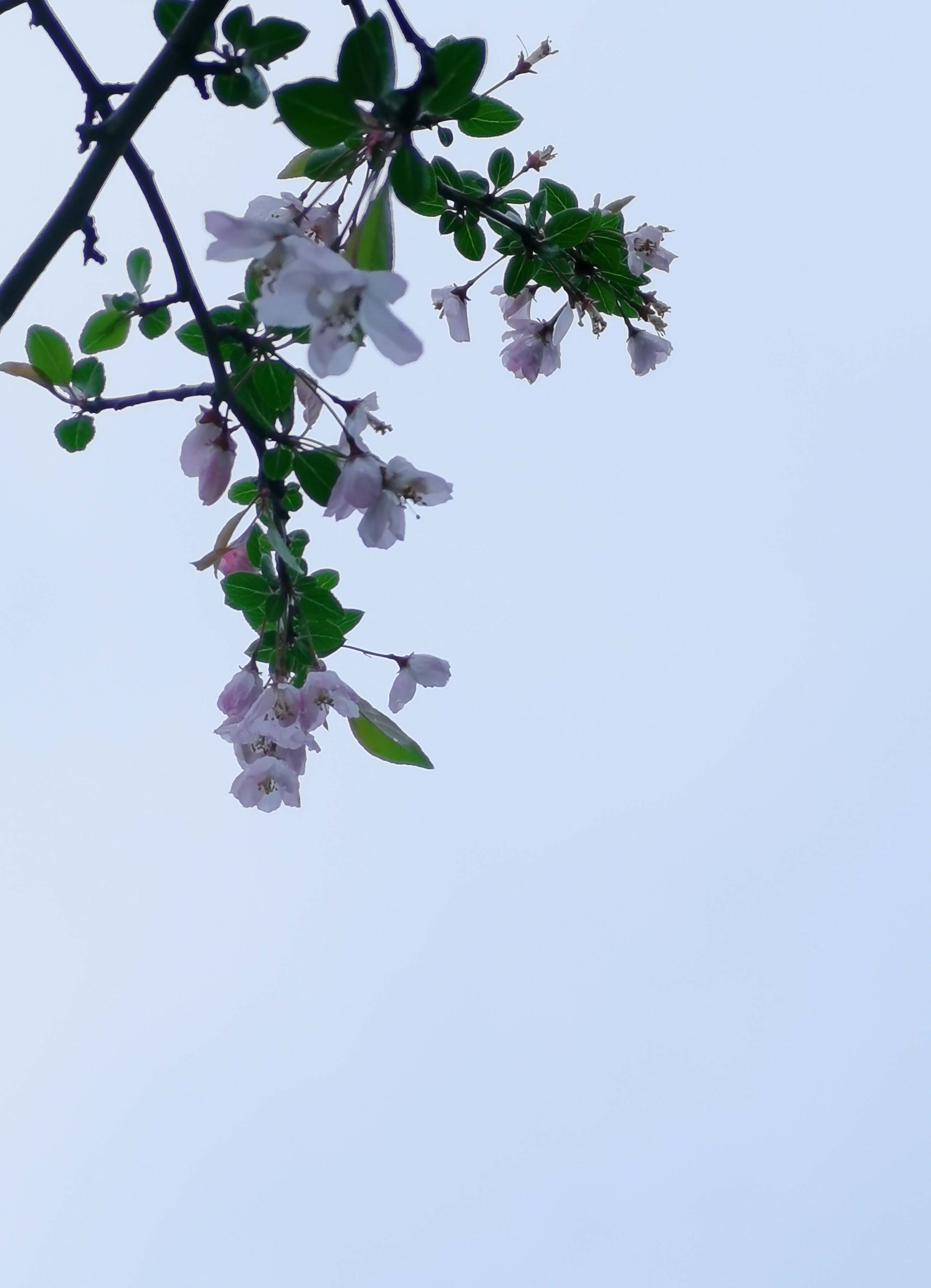 垂丝海棠,除了特写很美,以天为背景,同样娇柔妍丽.