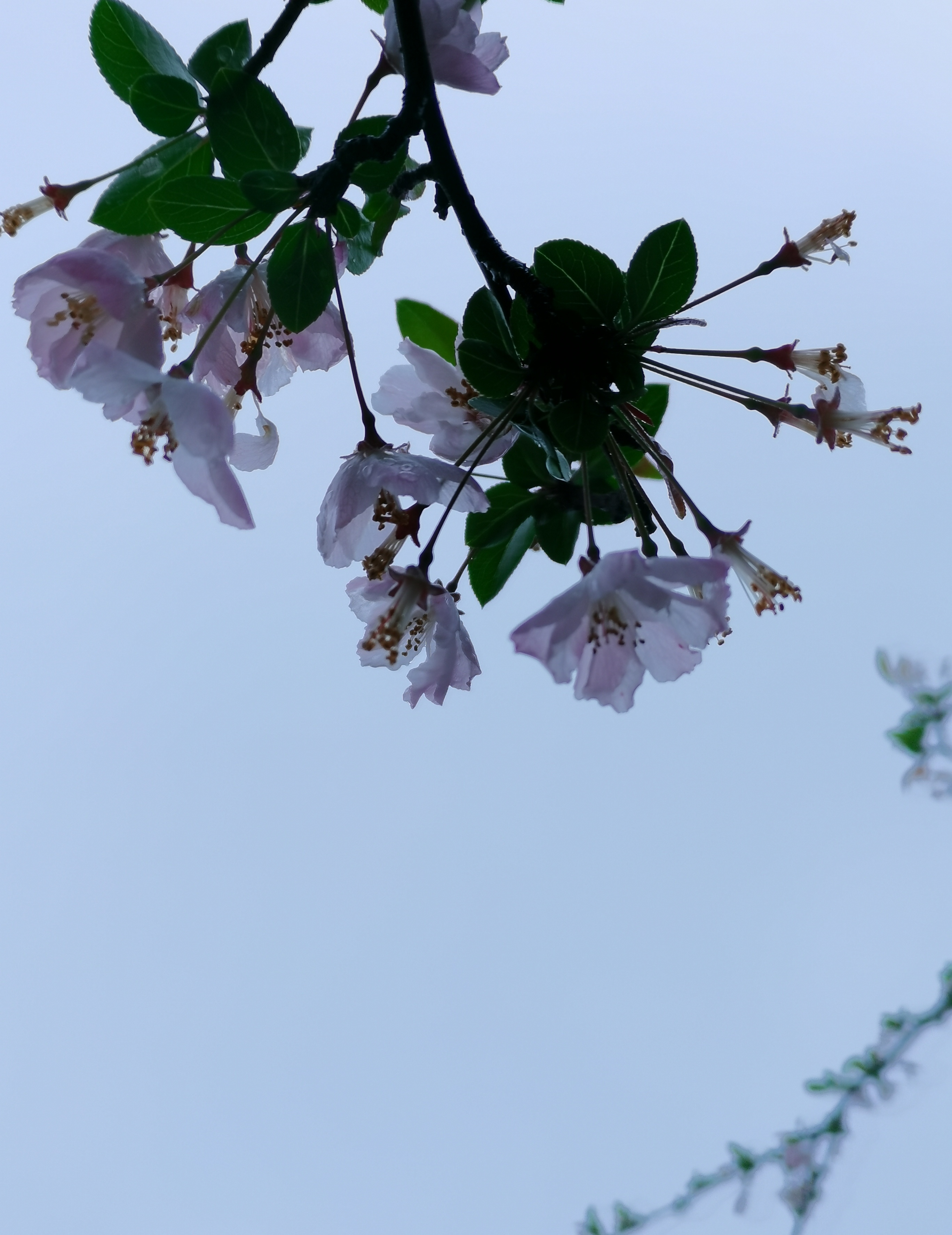 垂丝海棠,除了特写很美,以天为背景,同样娇柔妍丽.
