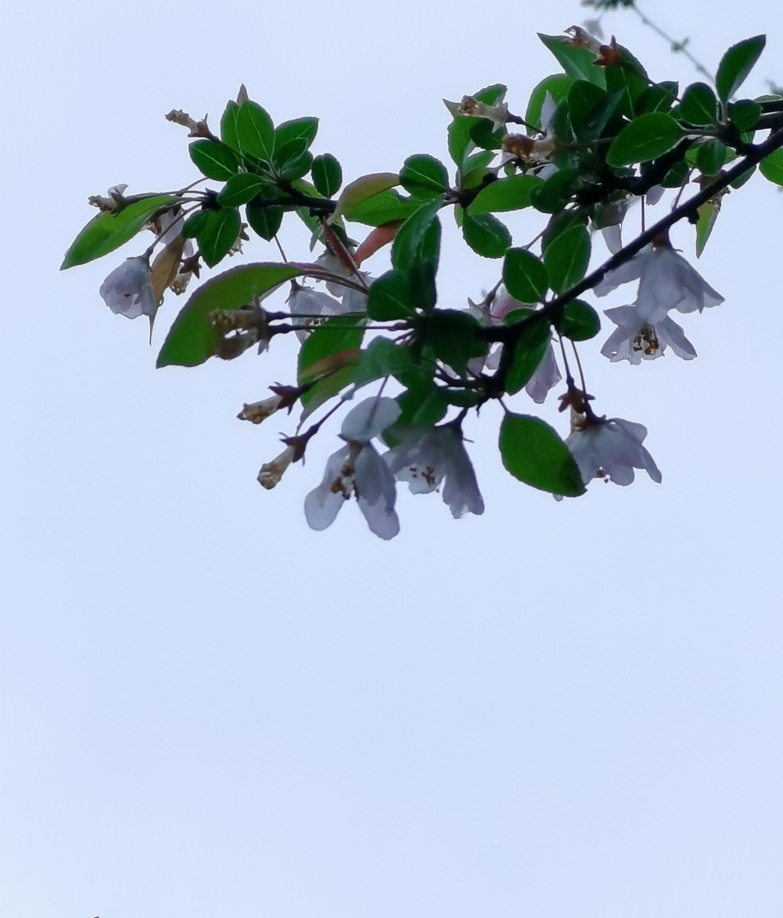 垂丝海棠,除了特写很美,以天为背景,同样娇柔妍丽.
