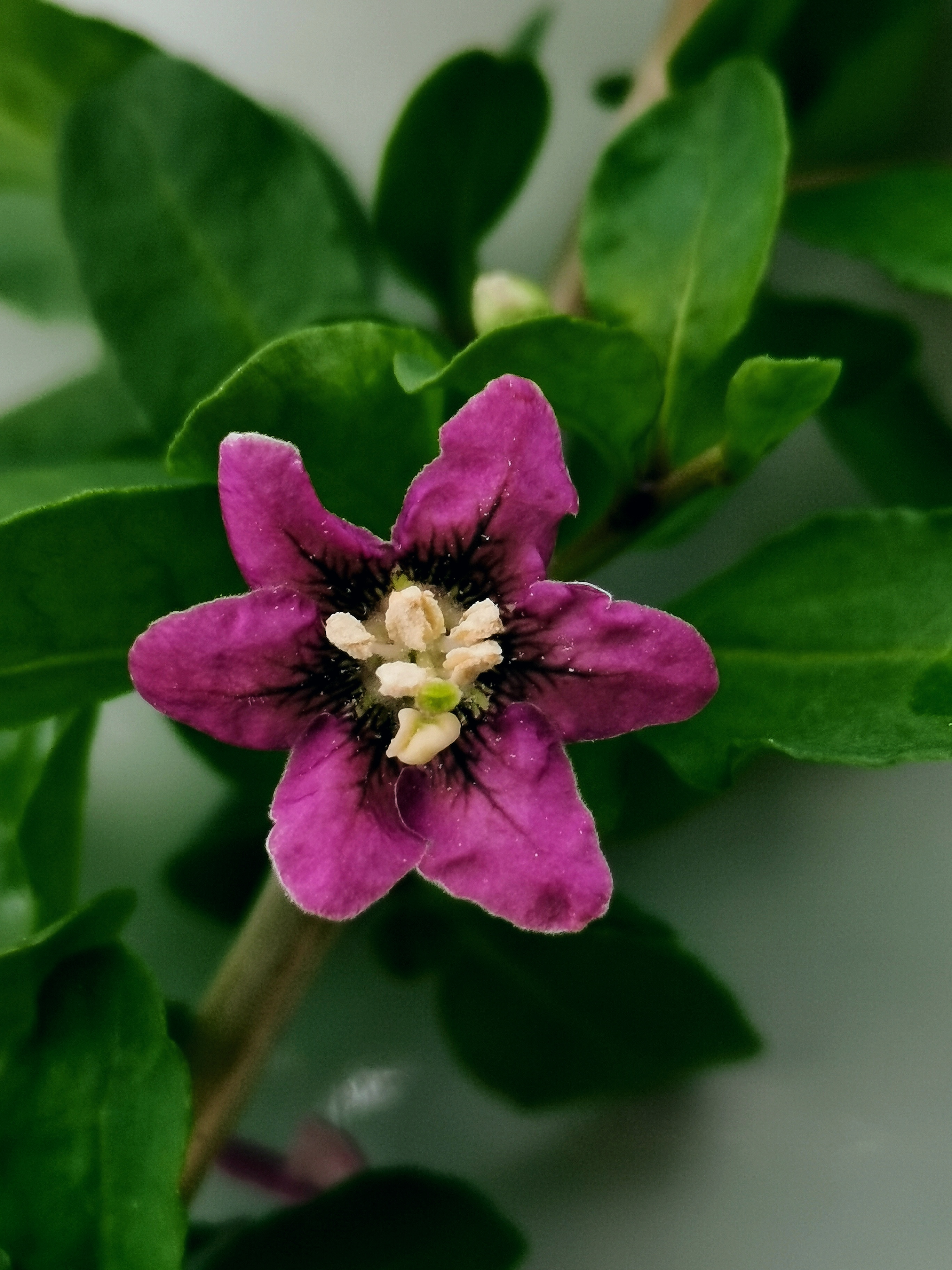吉祥如意枸杞:枸杞花萼钟状,花冠漏斗形,紫堇色,雄蕊的花丝基部稍上处