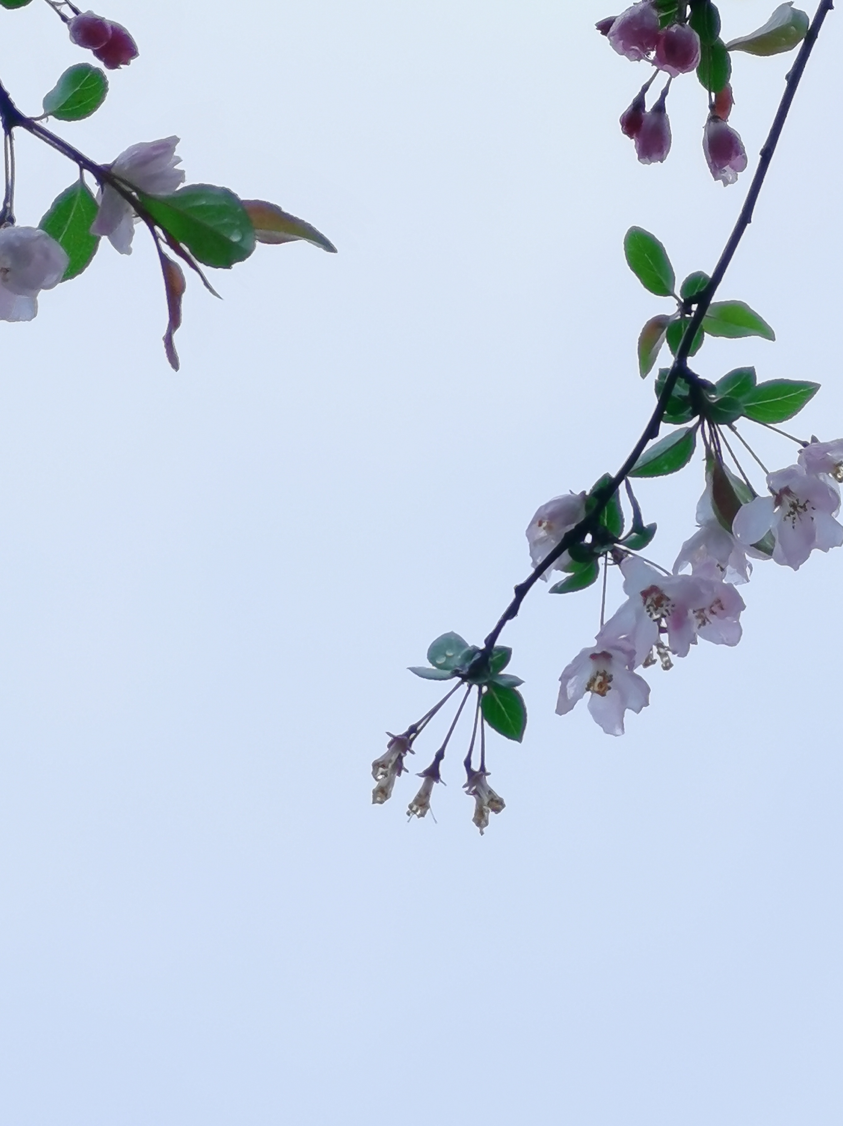 垂丝海棠,除了特写很美,以天为背景,同样娇柔妍丽.