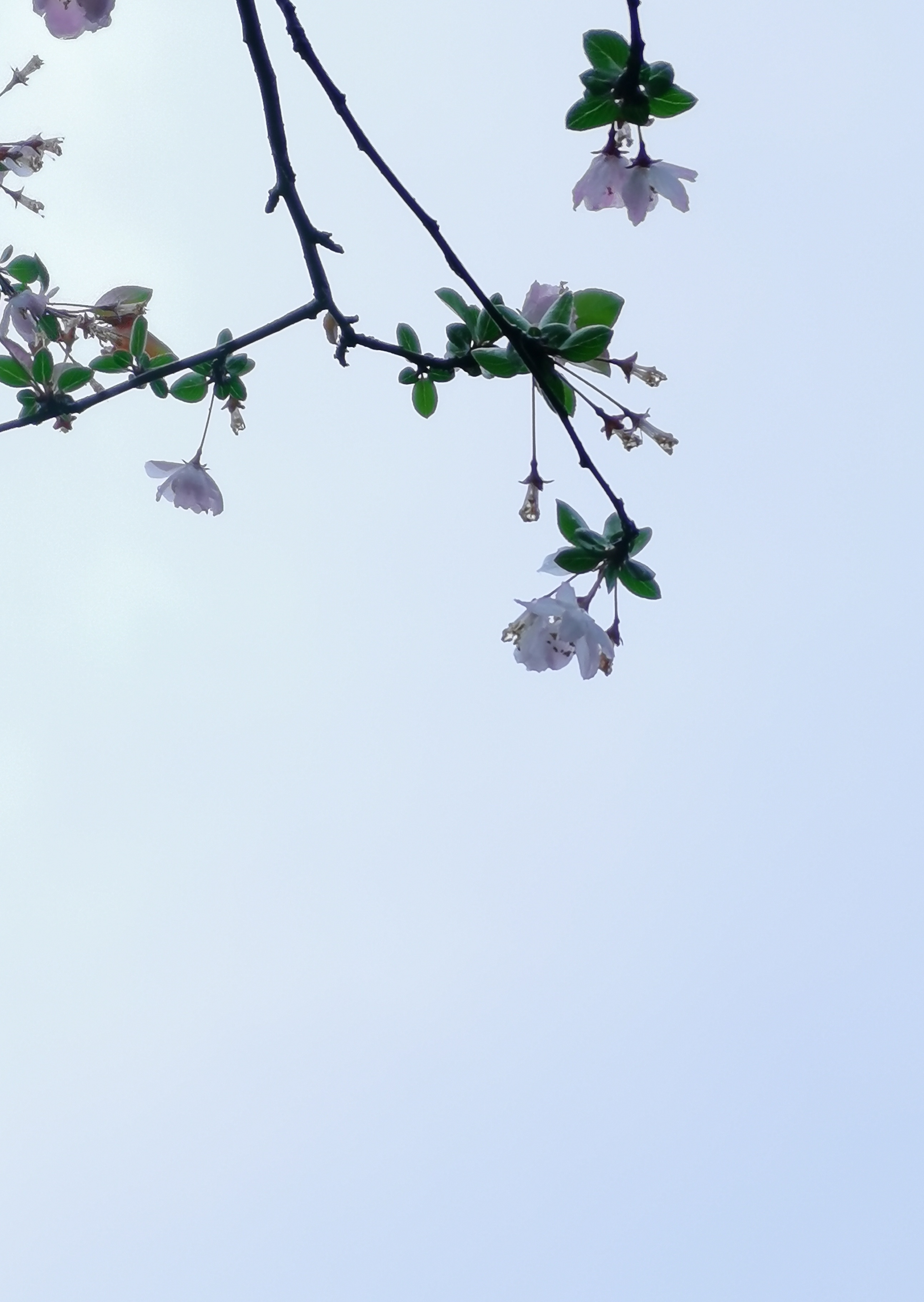 垂丝海棠,除了特写很美,以天为背景,同样娇柔妍丽.