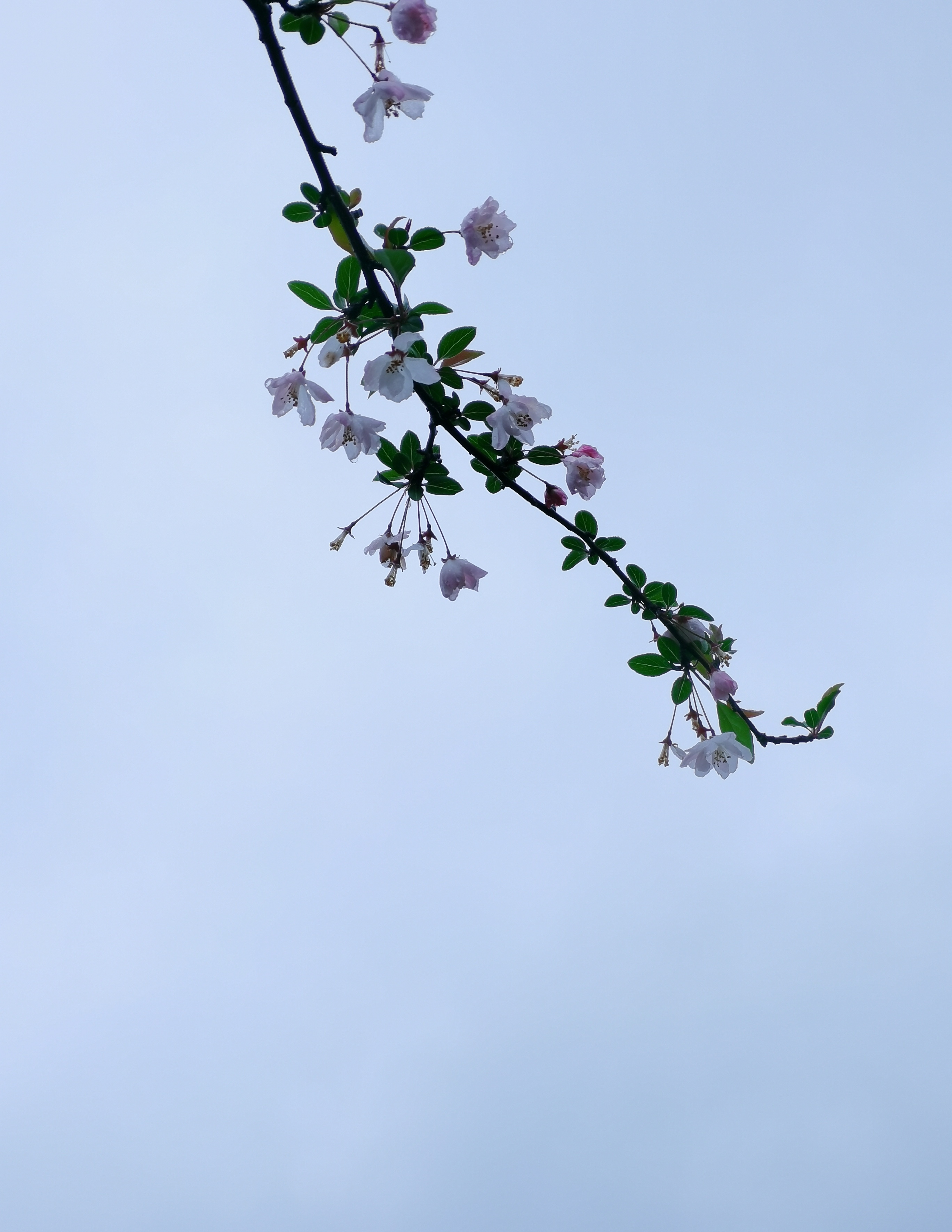 垂丝海棠,除了特写很美,以天为背景,同样娇柔妍丽.