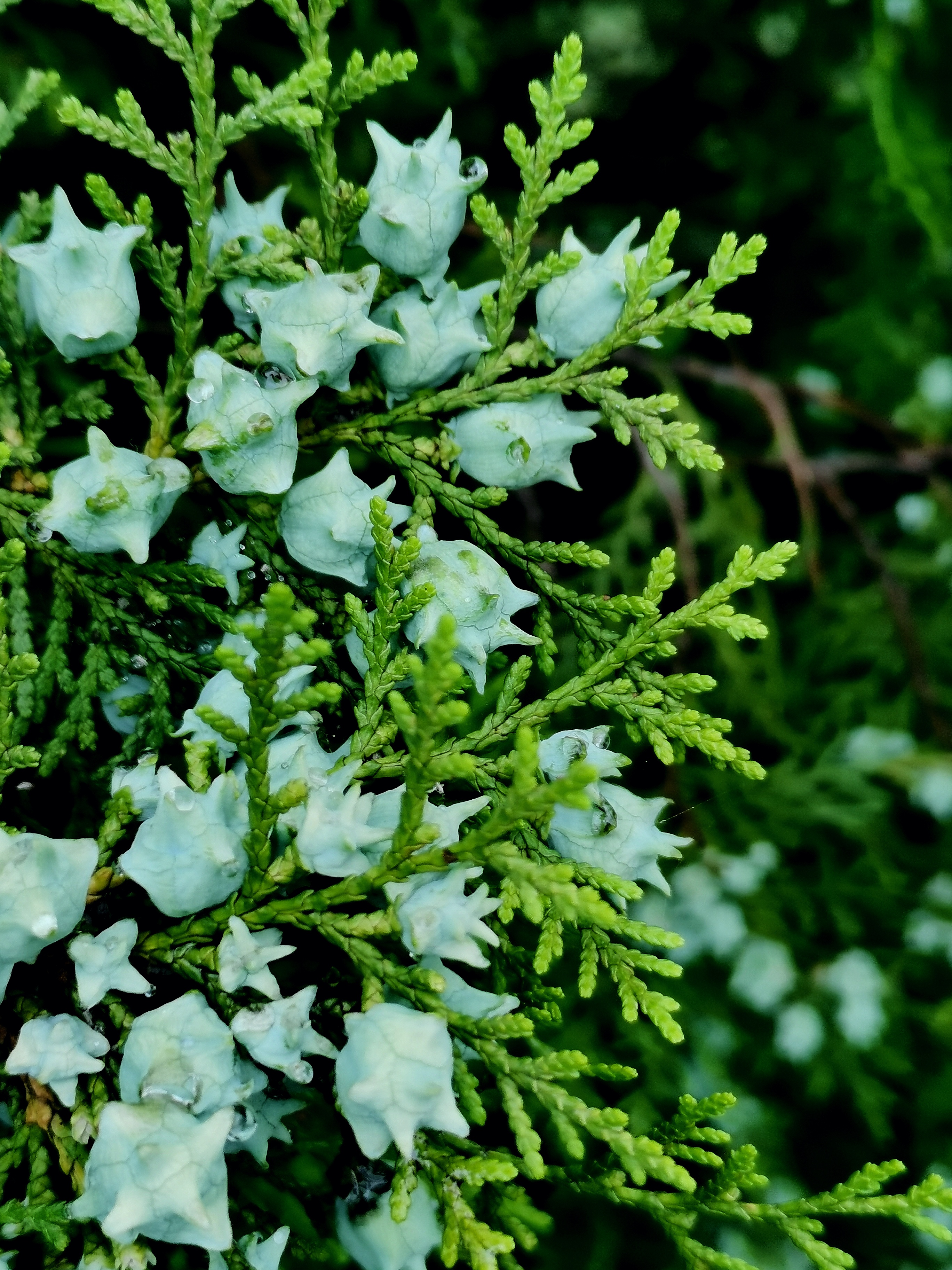 侧柏为中国特产,寿命很长,常有百年和数百年以上的古树.