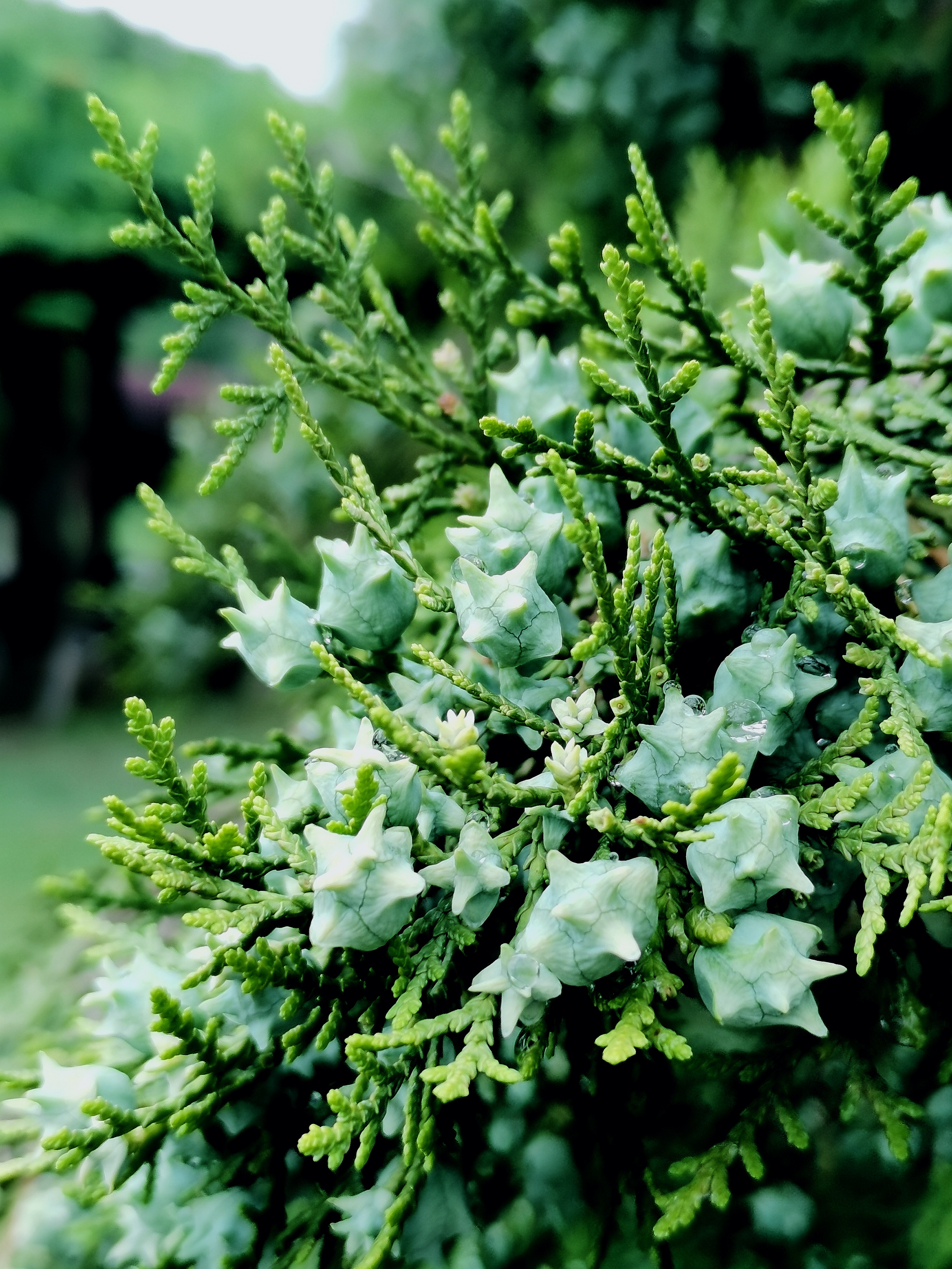 侧柏为中国特产,寿命很长,常有百年和数百年以上的古树.