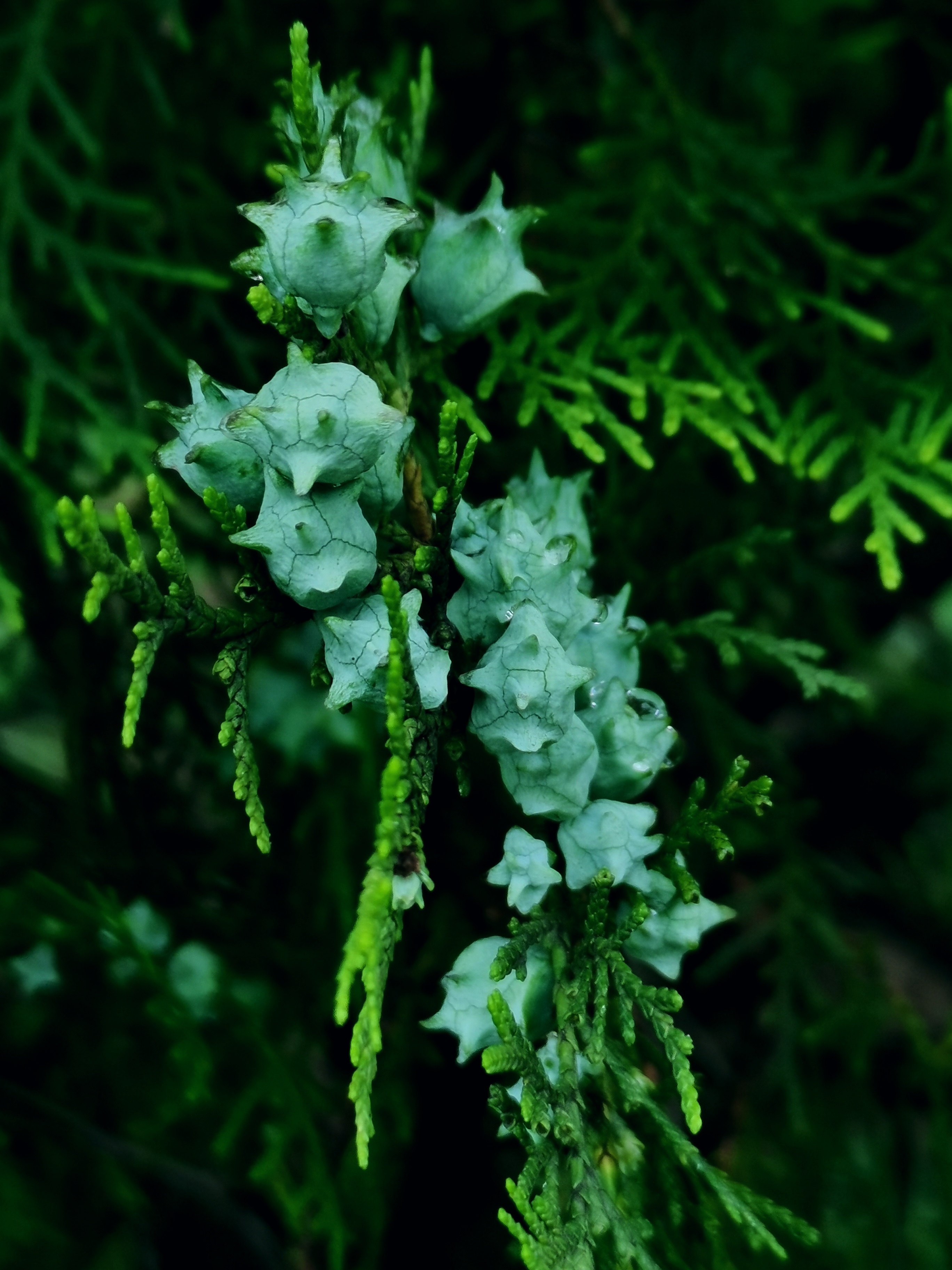 侧柏为中国特产,寿命很长,常有百年和数百年以上的古树.