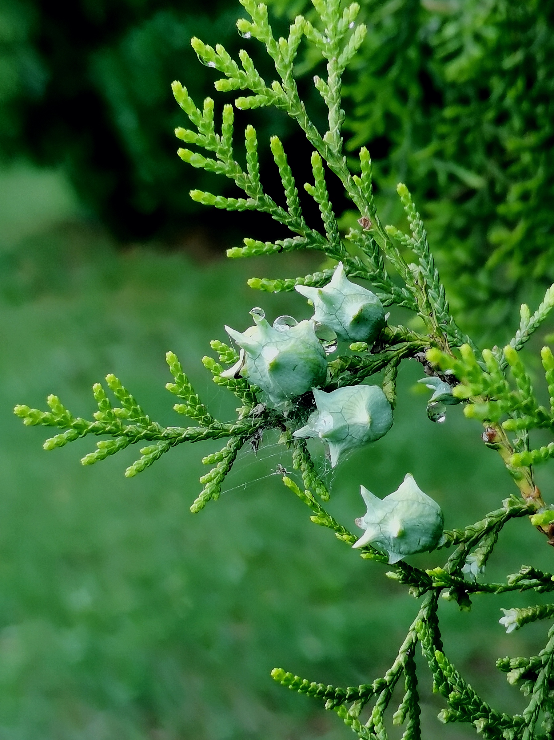 侧柏为中国特产,寿命很长,常有百年和数百年以上的古树.