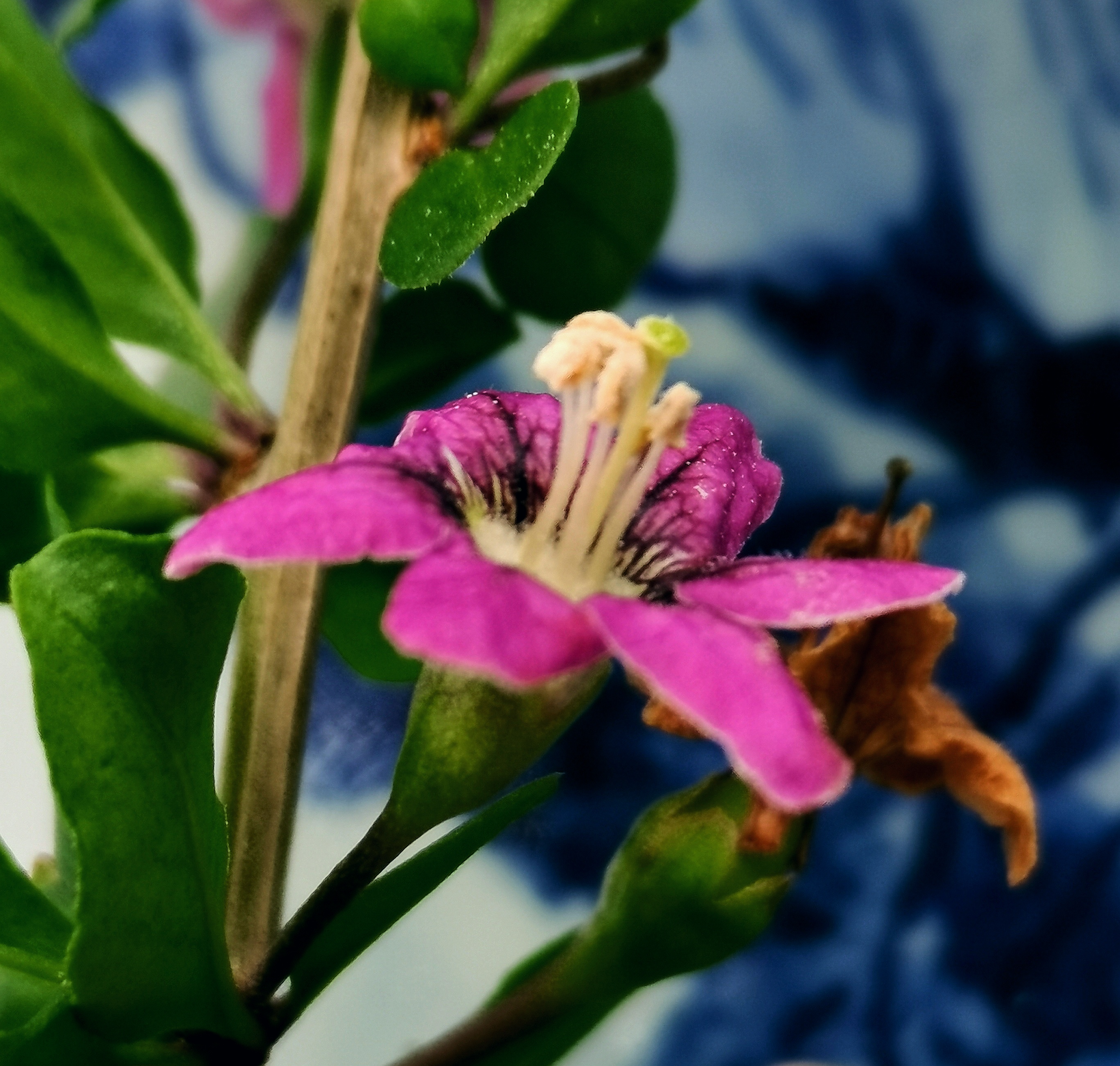 吉祥如意枸杞:枸杞花萼钟状,花冠漏斗形,紫堇色,雄蕊的花丝基部稍上处