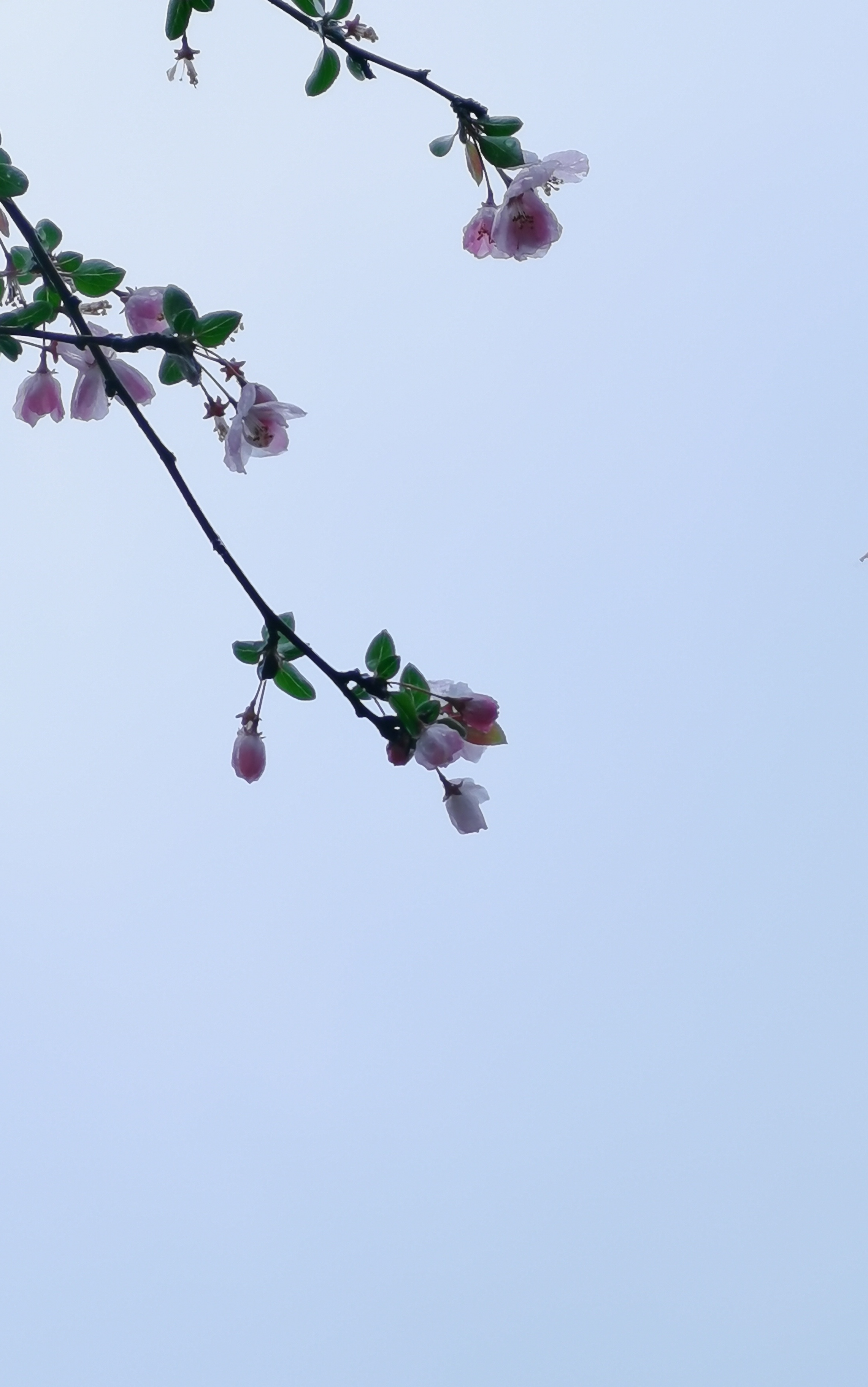 垂丝海棠,除了特写很美,以天为背景,同样娇柔妍丽.