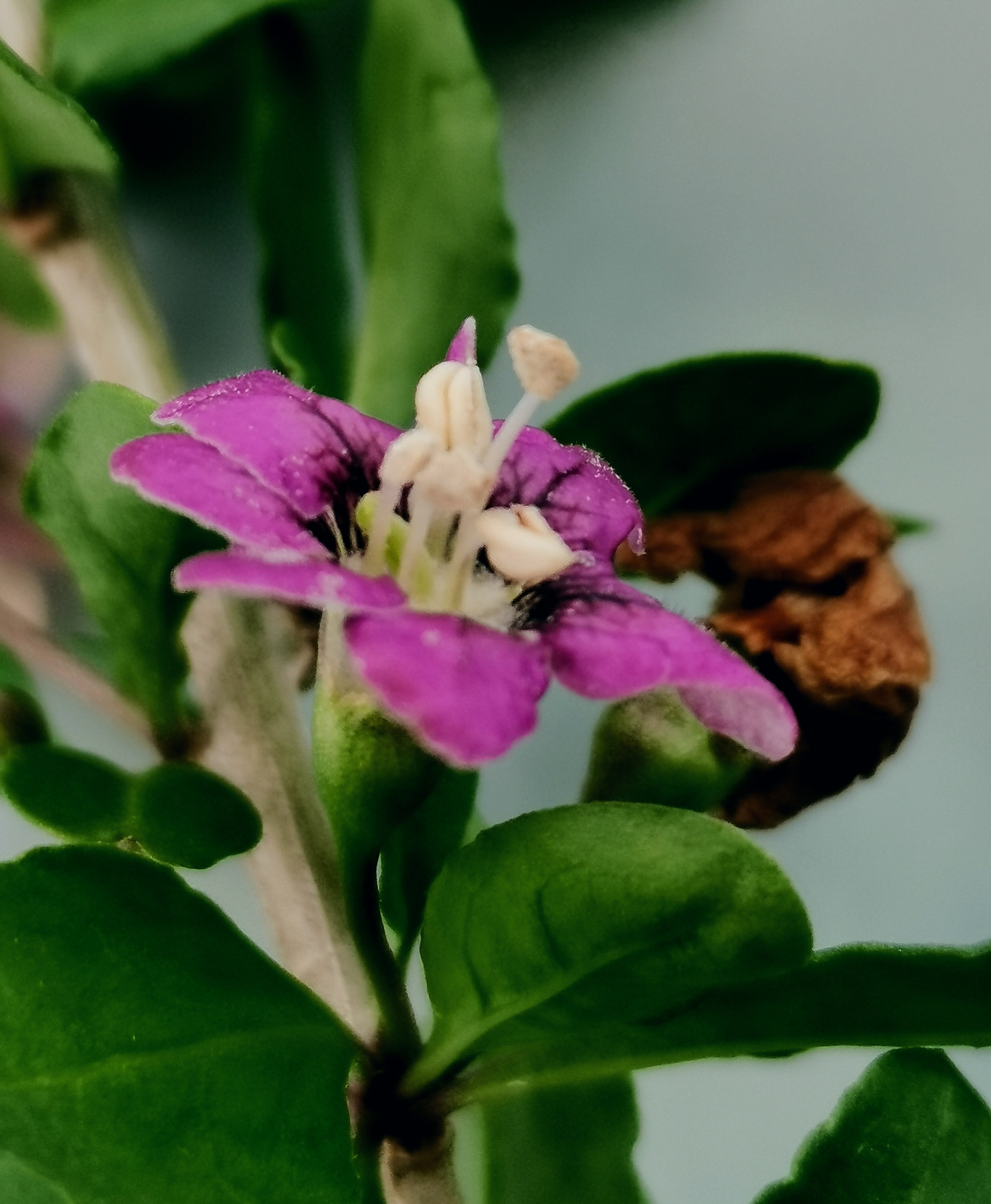 吉祥如意枸杞:枸杞花萼钟状,花冠漏斗形,紫堇色,雄蕊的花丝基部稍上处