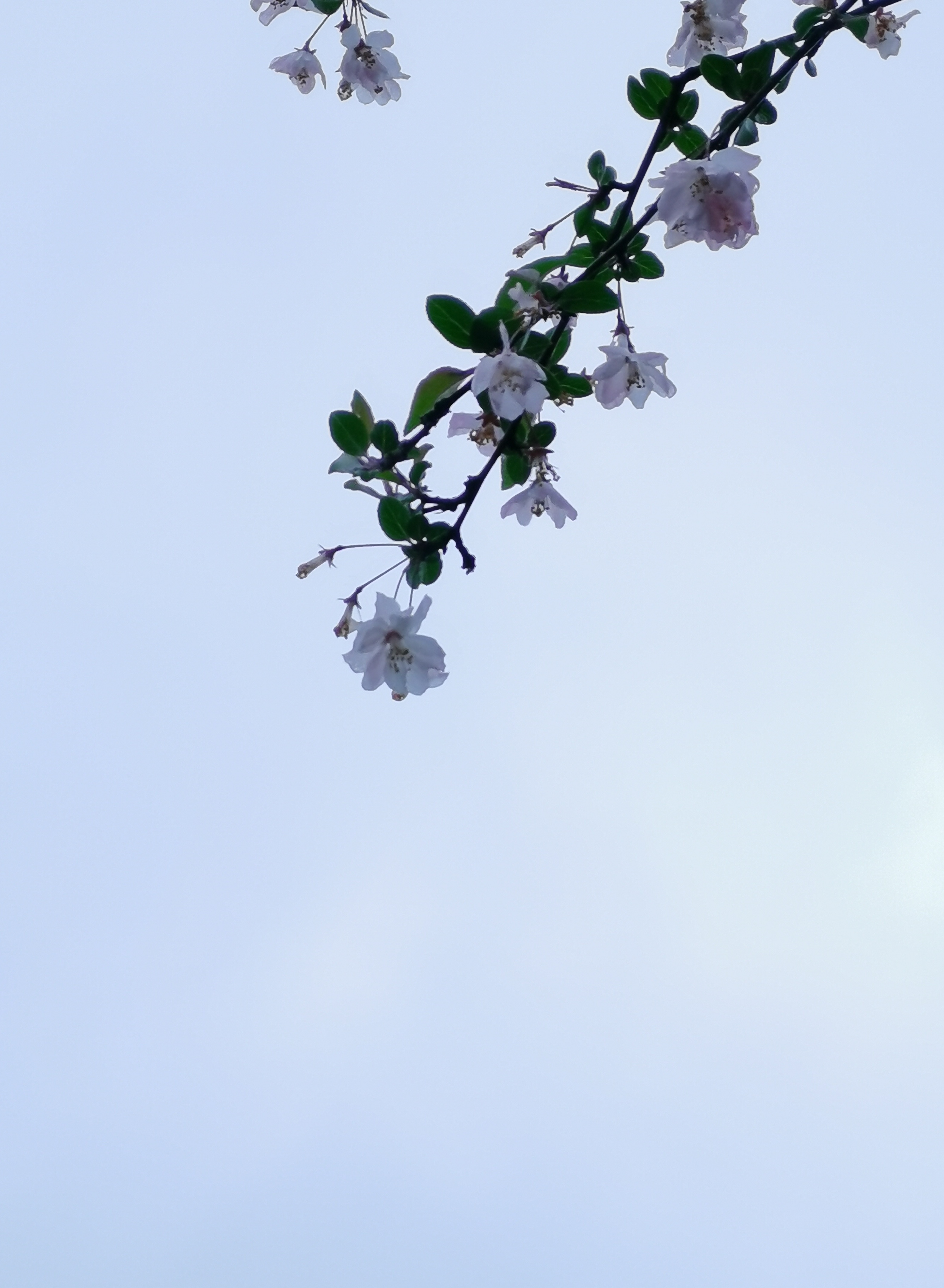 垂丝海棠,除了特写很美,以天为背景,同样娇柔妍丽.