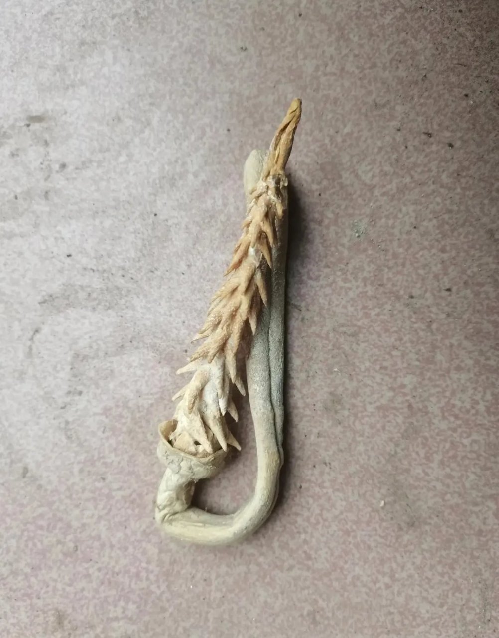 这东西到底是啥?我朋友说是虎鞭!