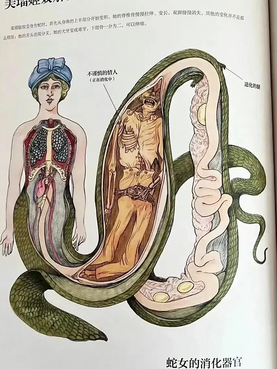 原来如此啊,美女蛇内部构造
