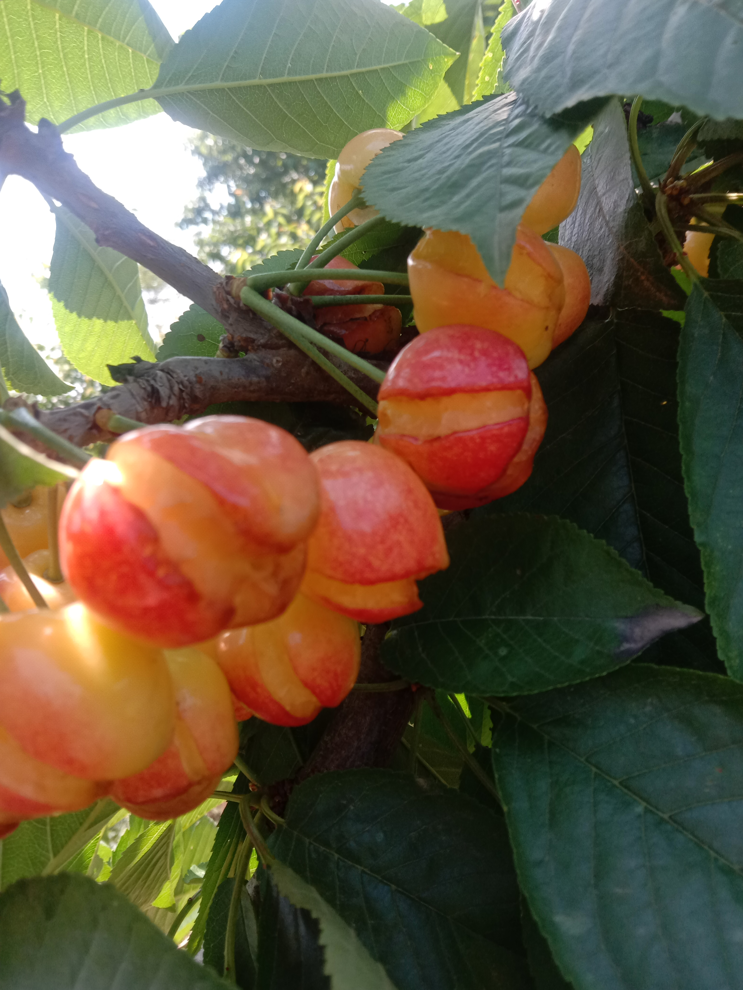 樱桃全裂了,麦发呀了,时间就剩这些纸了,农民太难了