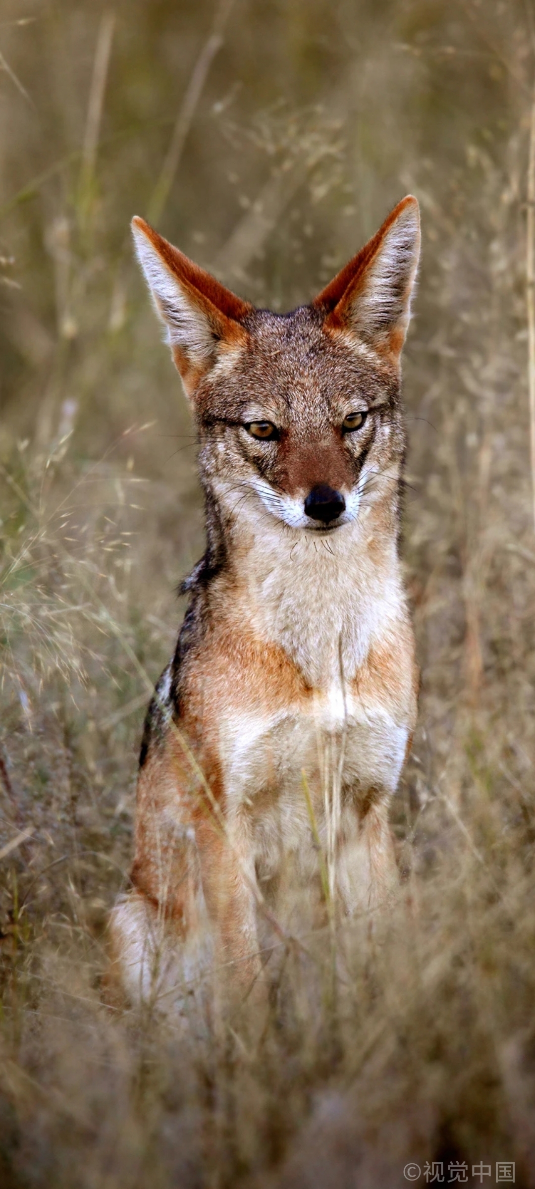 这组狼的照片,的确看起来狼非常漂亮