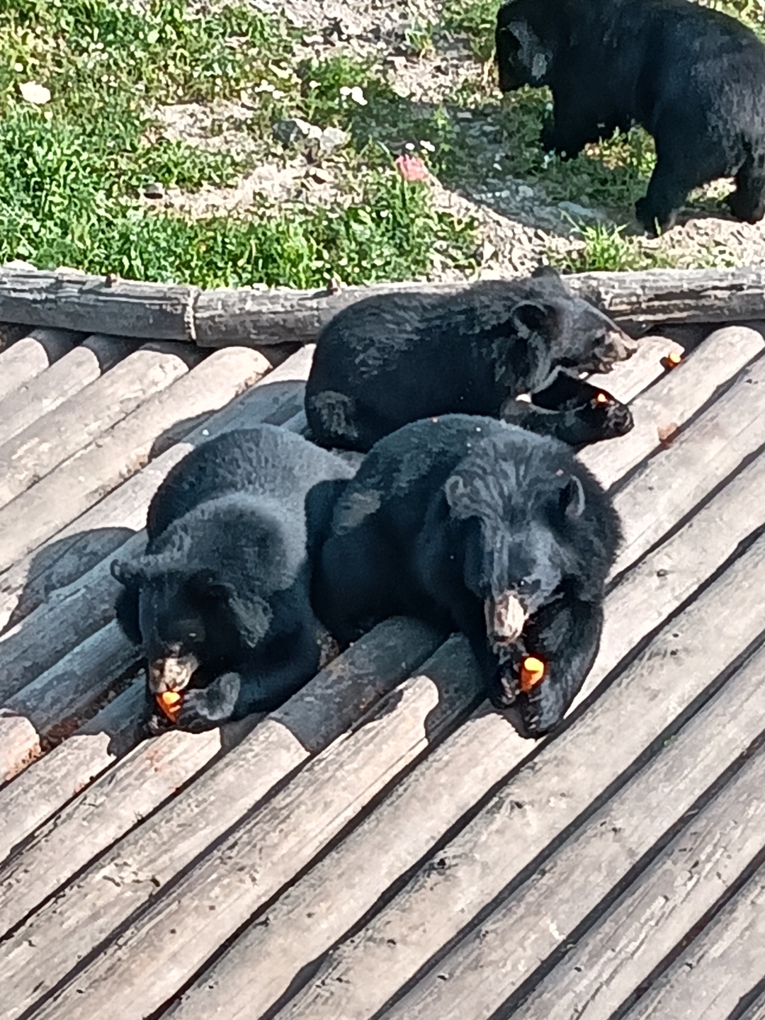 黑瞎子动物舌头图片