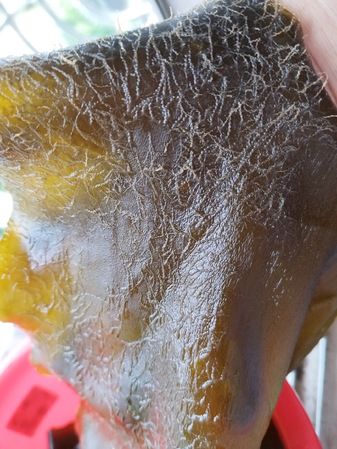 长毛的海带可以吃吗?