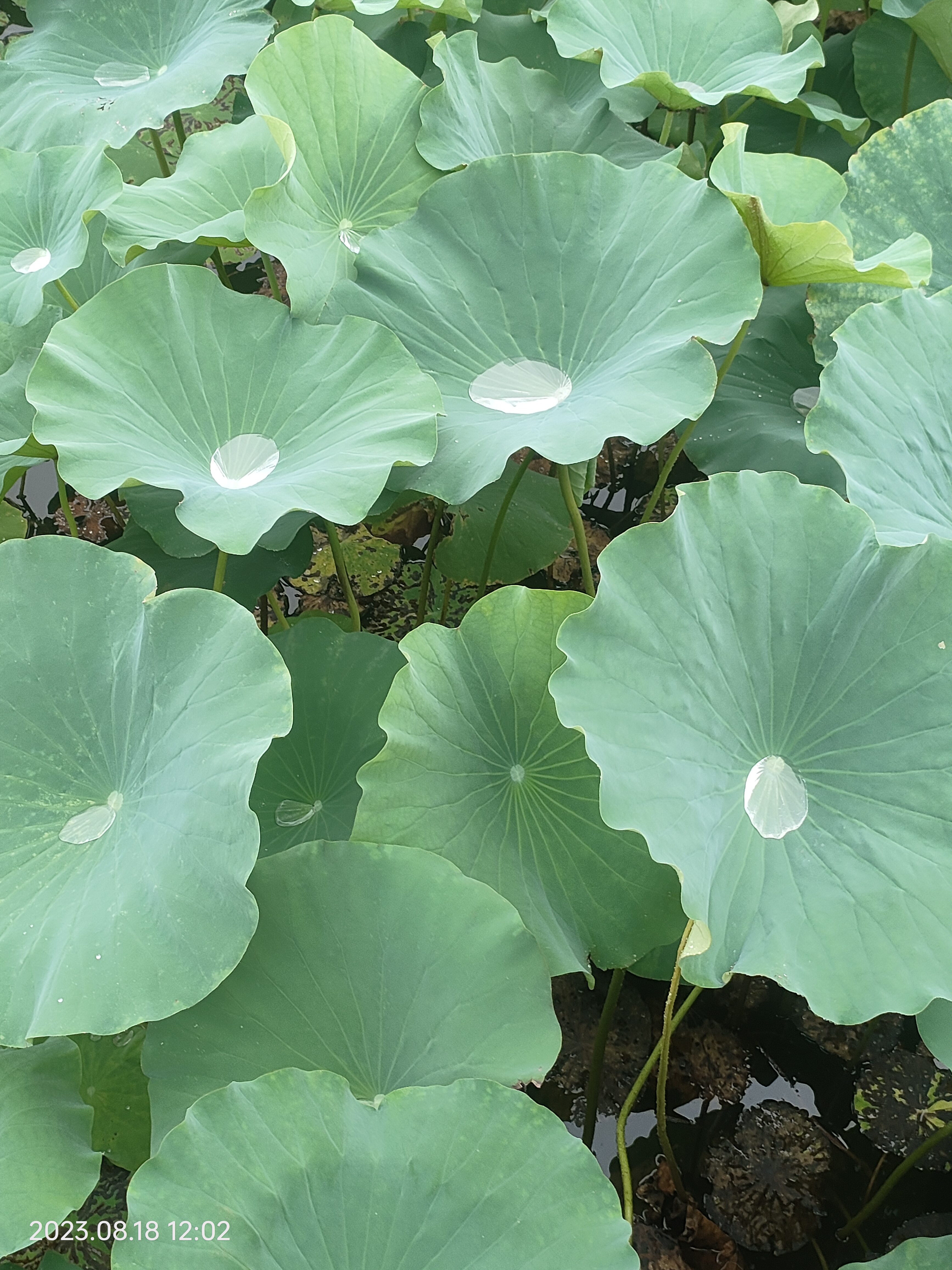 雨后滨州十里荷塘 风景如画美轮美奂