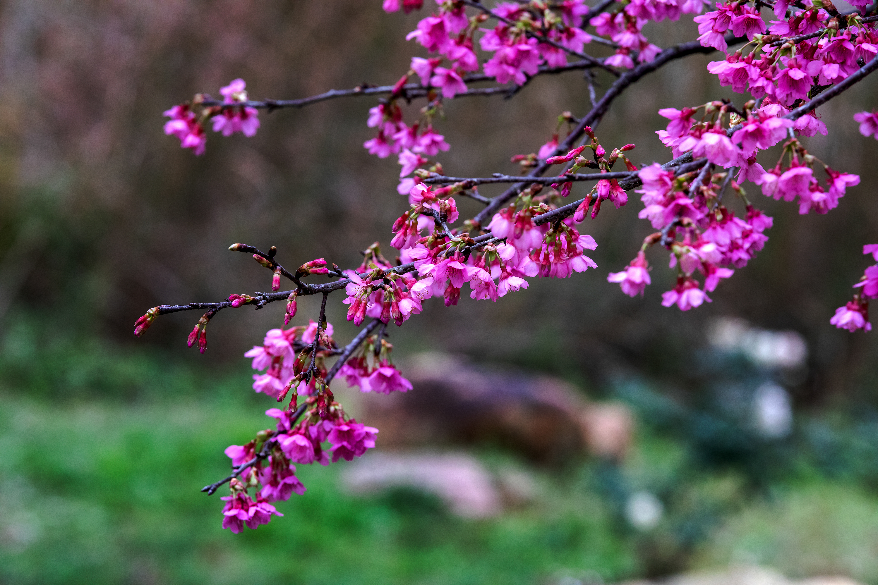 青秀山樱花园图片