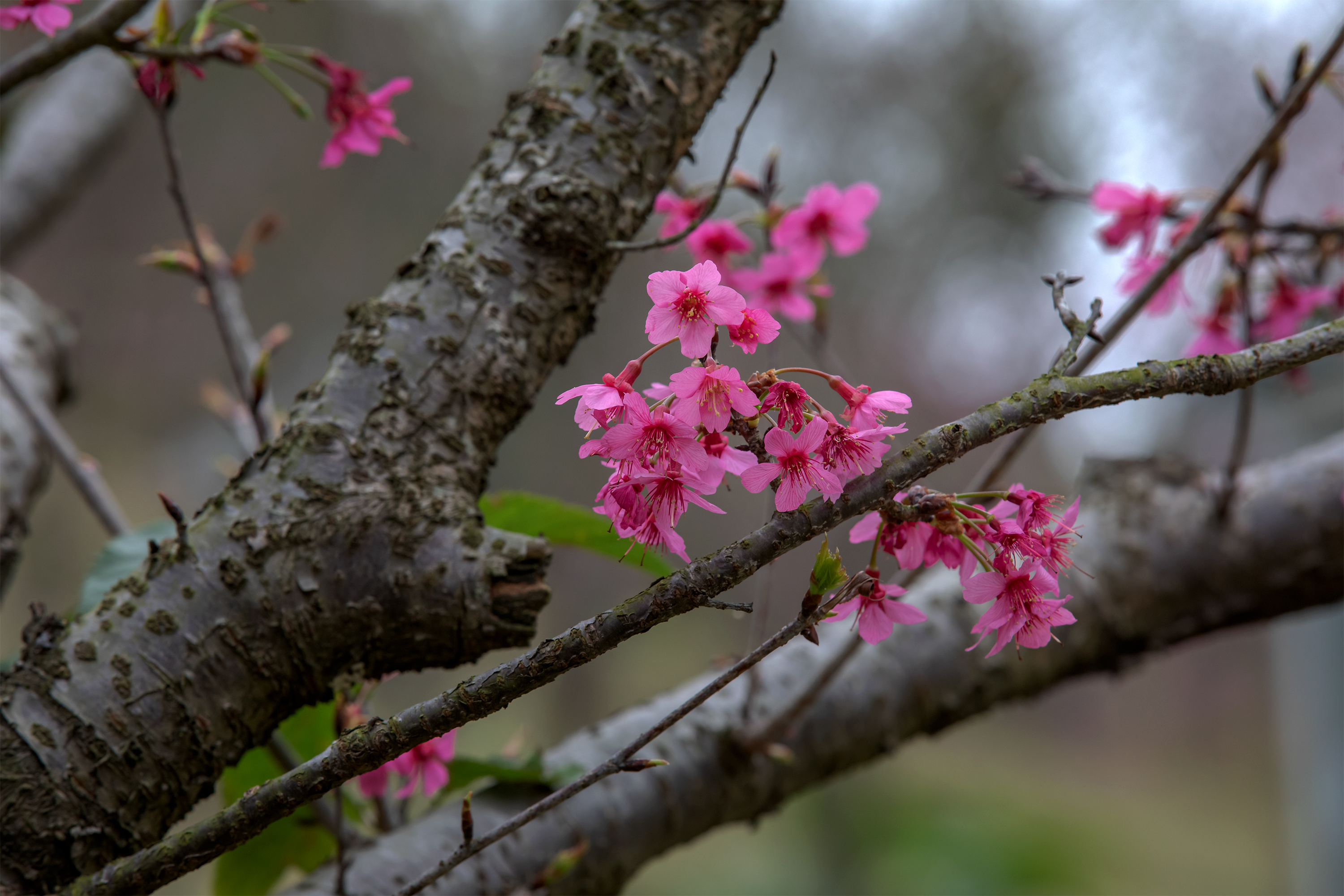 青秀山樱花园图片