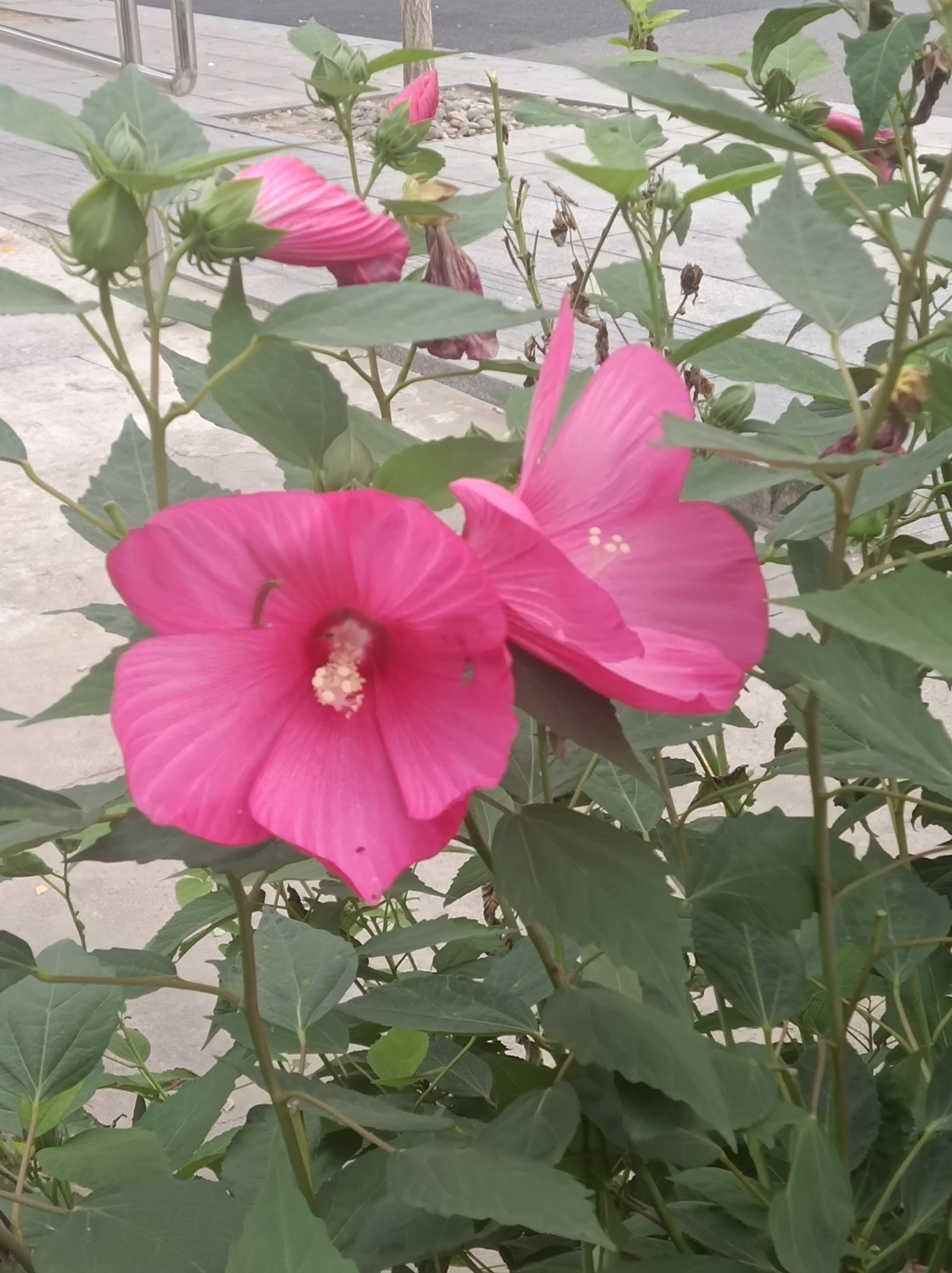 养花种菜小分队# 大花秋葵,我的最爱就喜欢开花大颜色好的花