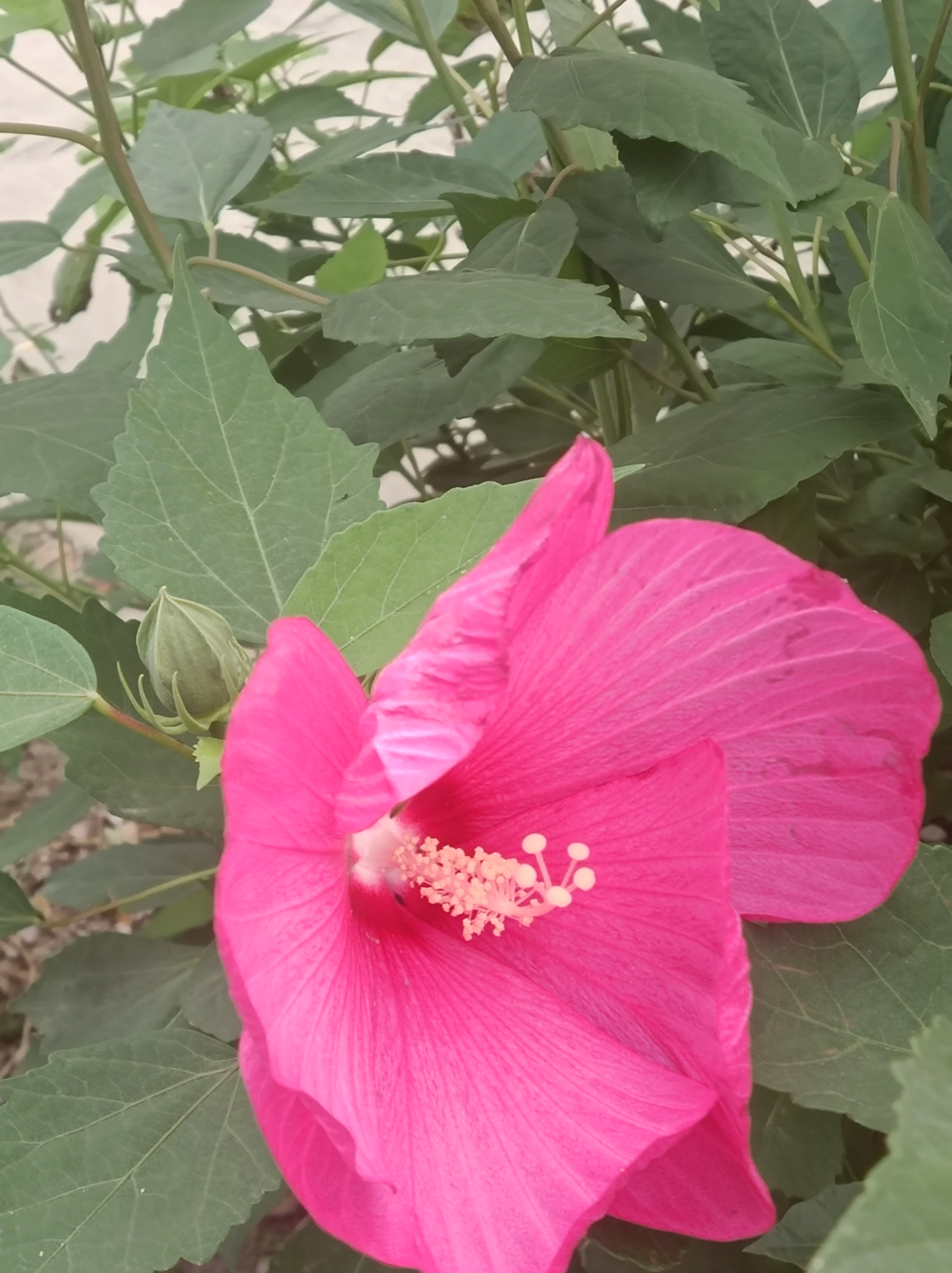 养花种菜小分队# 大花秋葵,我的最爱就喜欢开花大颜色好的花