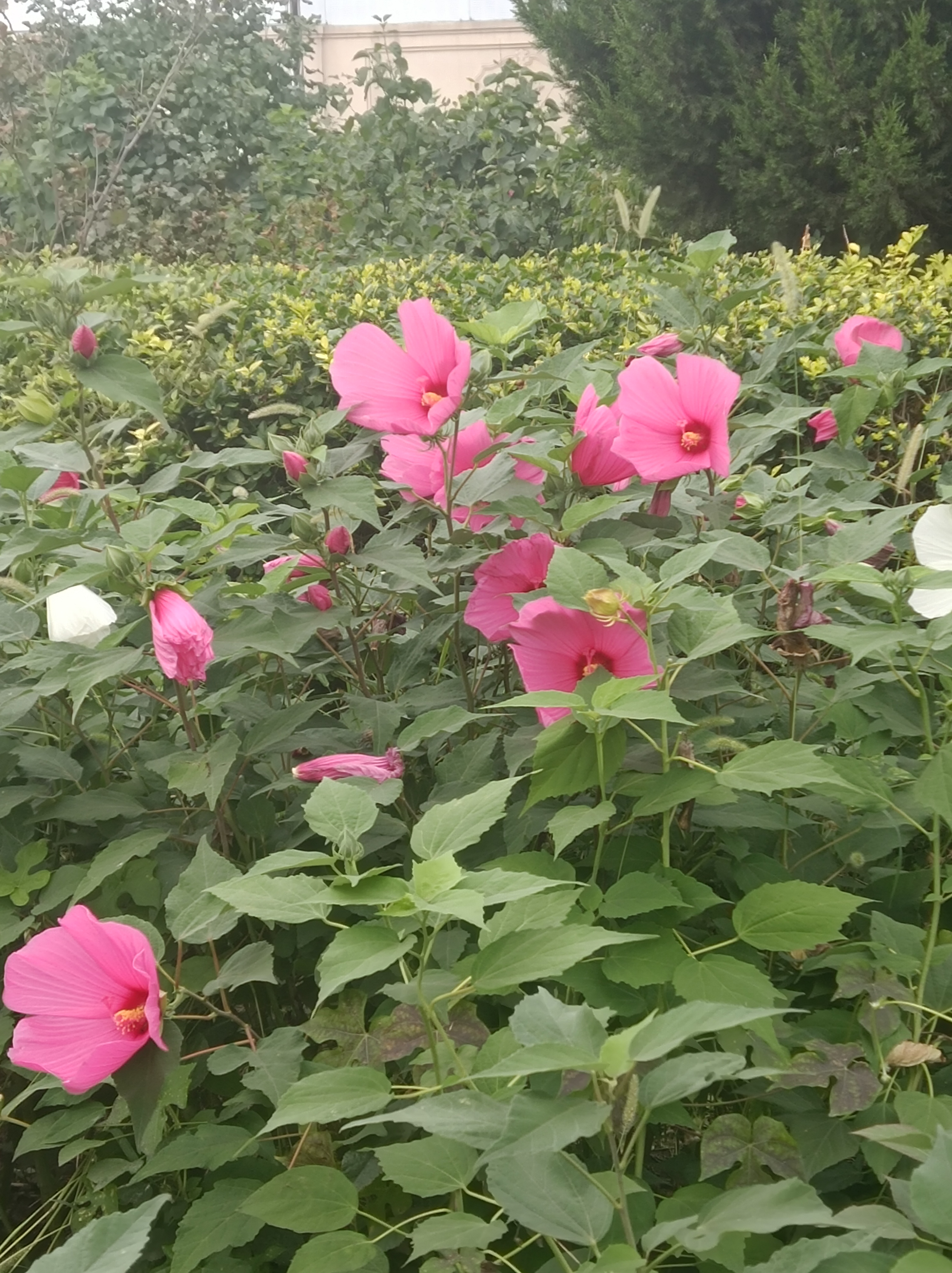 养花种菜小分队# 大花秋葵,我的最爱就喜欢开花大颜色好的花