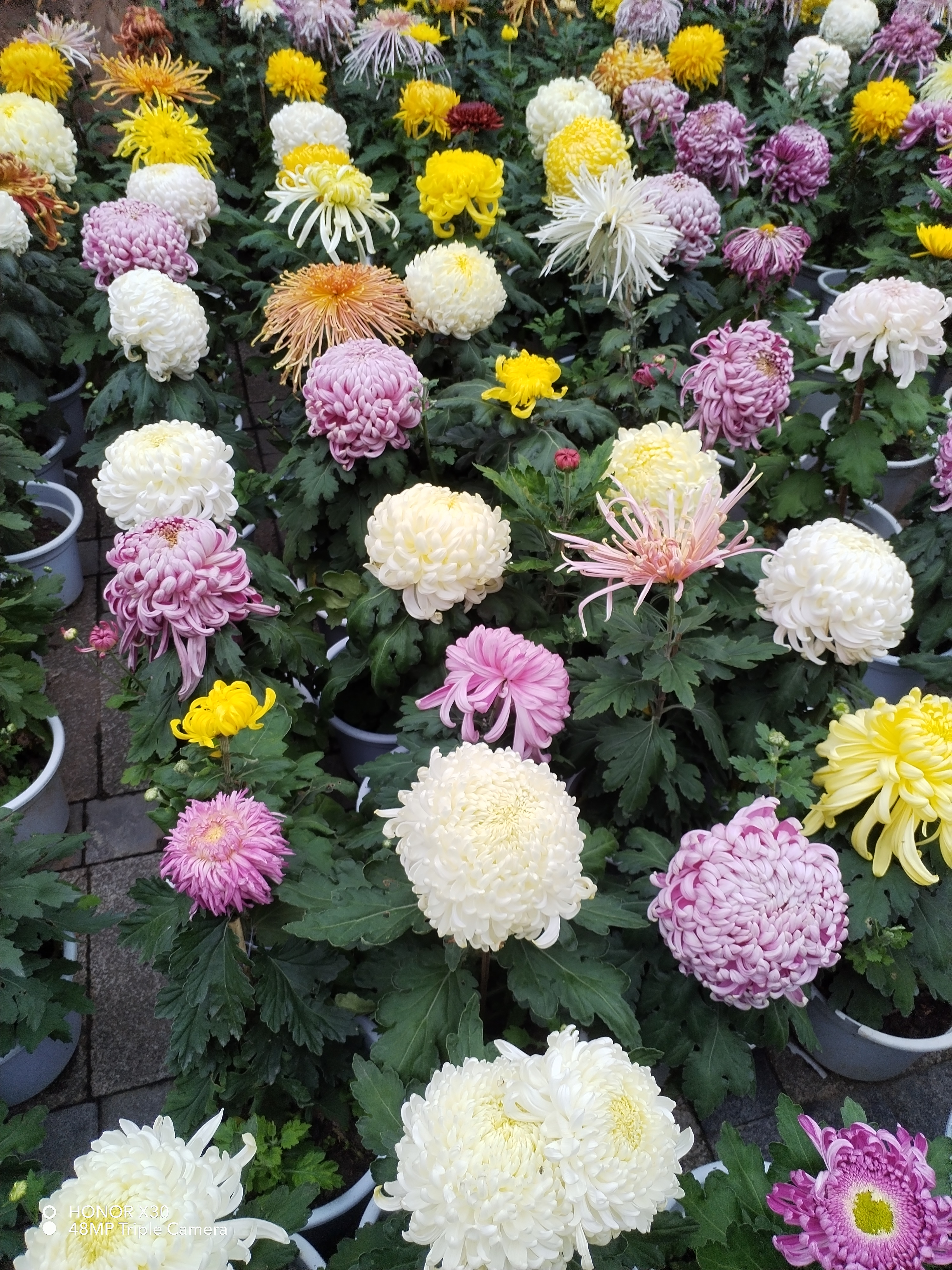 正是秋季观赏菊花时期,闲暇时到公园或郊外,呼吸新鲜空气,观赏一下