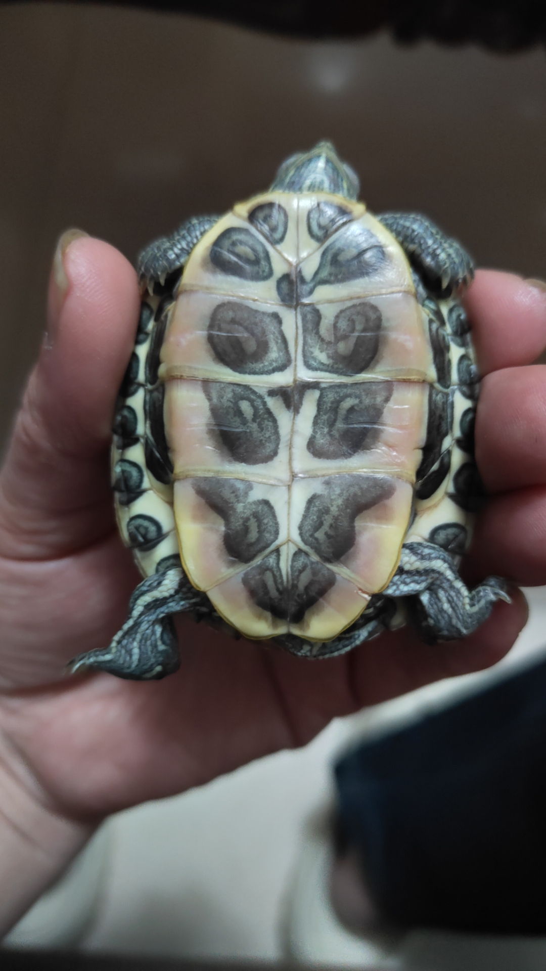 这3只巴西龟红耳龟的性别,那只是雄龟,那只是雌龟