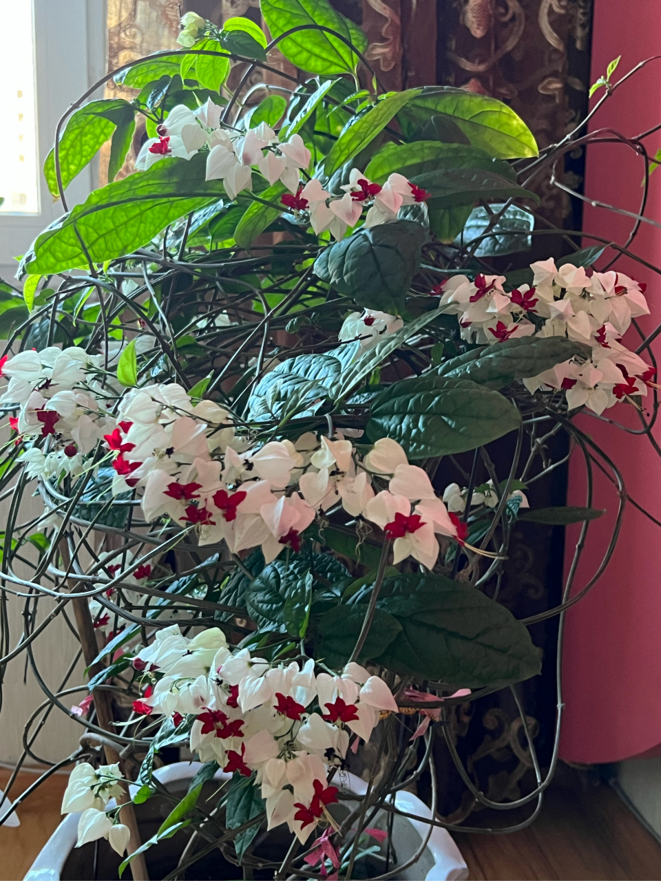 我家的龙吐珠开花了